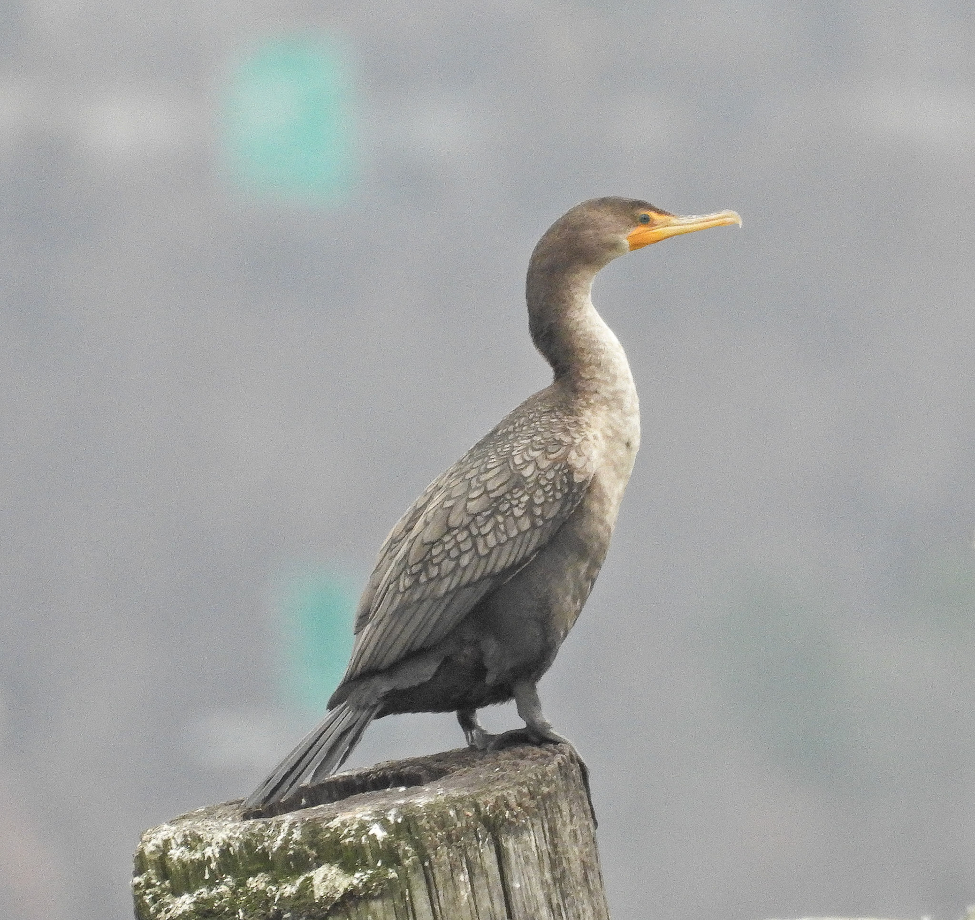 Double Crested Cormorant