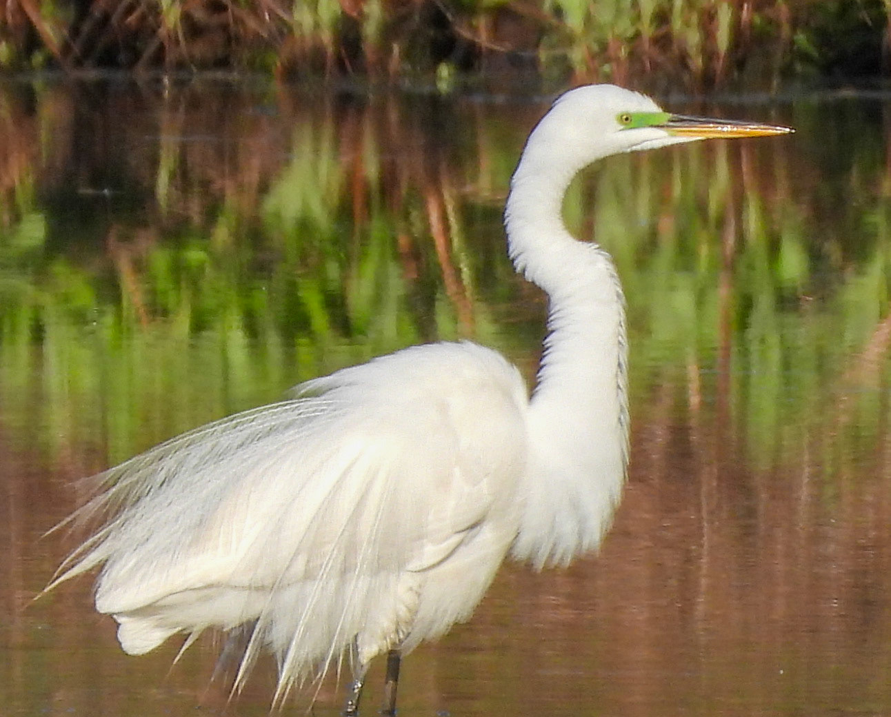 Great Egret