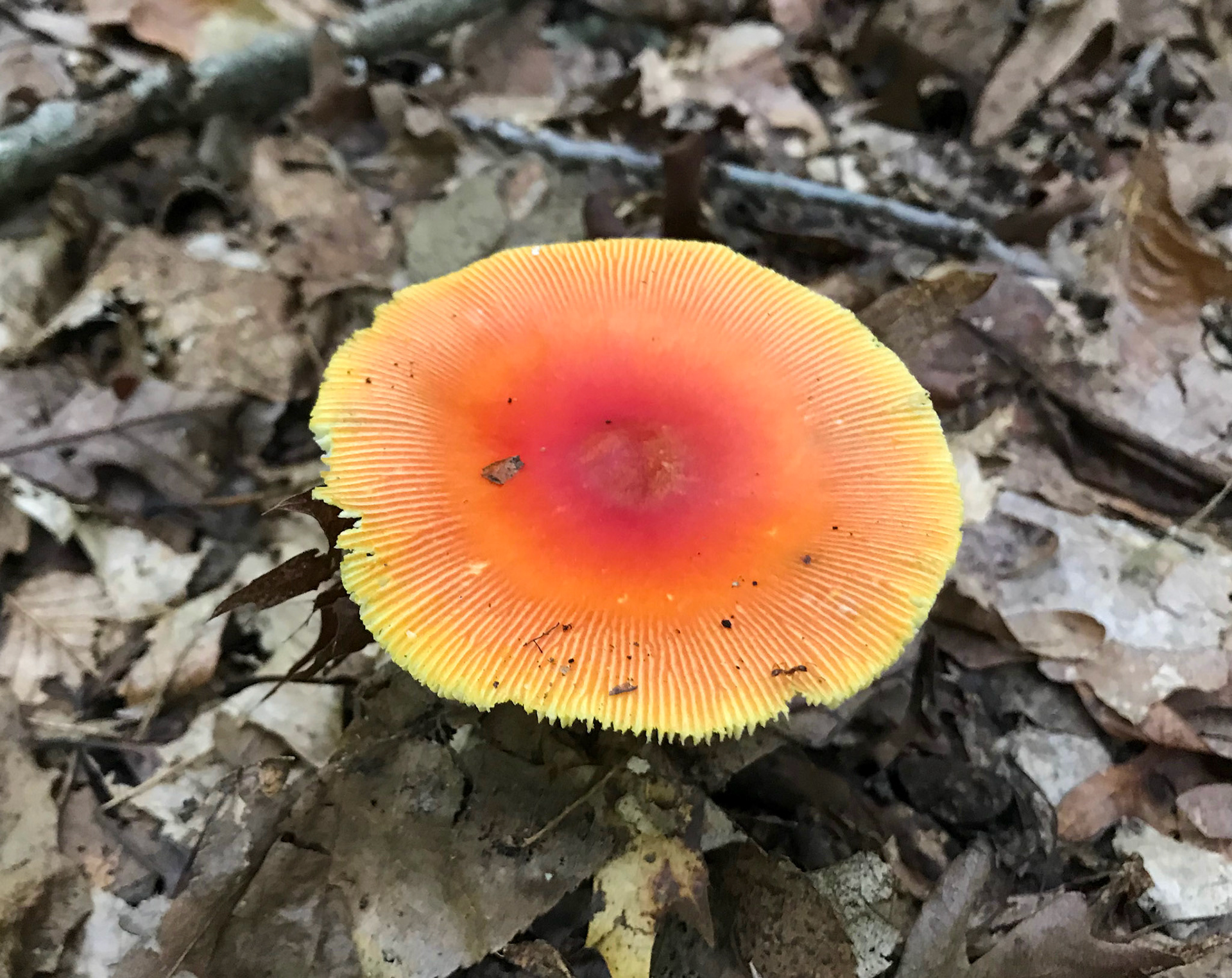 Prince William Forest Park, Virginia