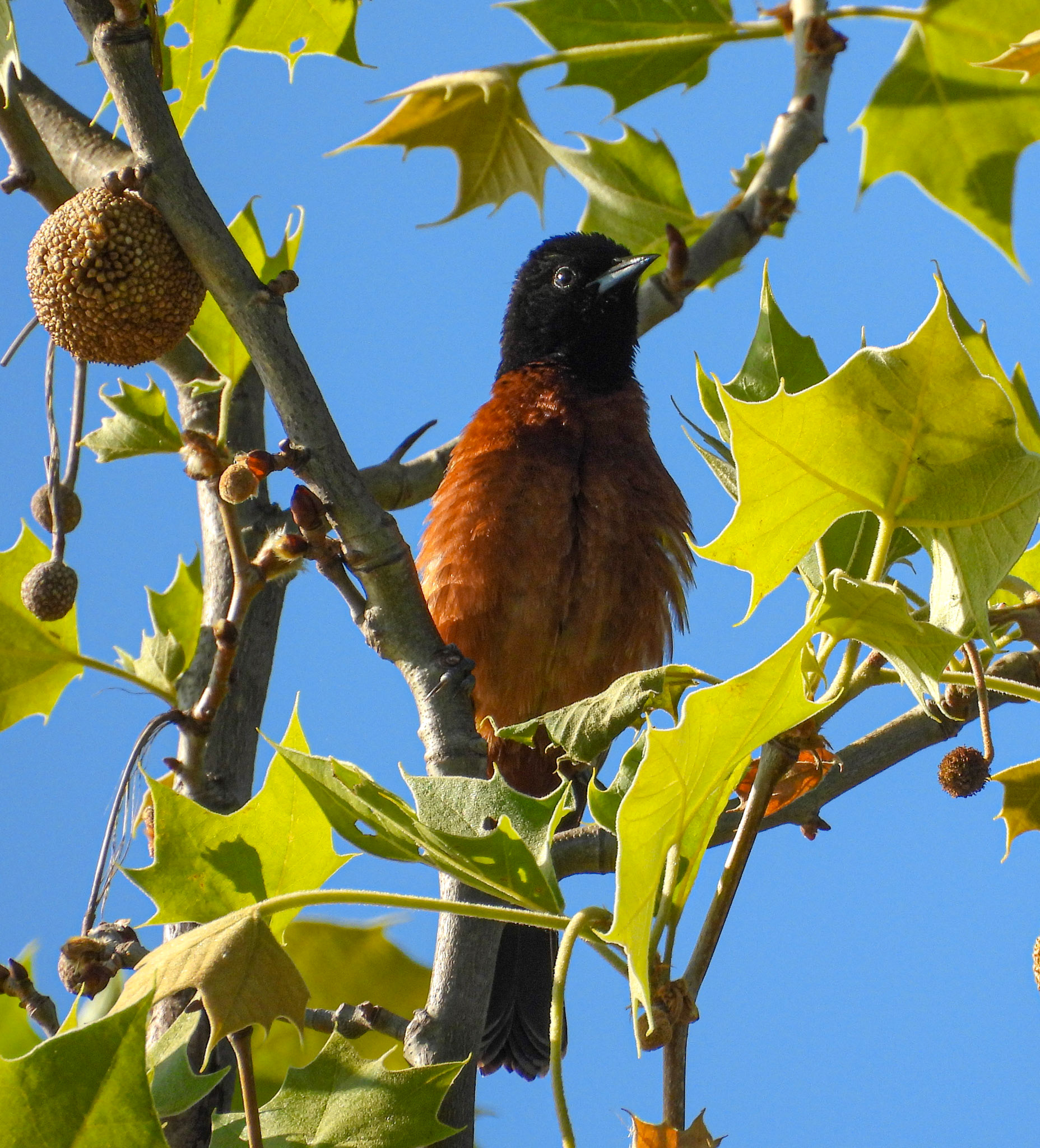 Orchard Orioles are a darker orange and smaller that Baltimore Orioles.