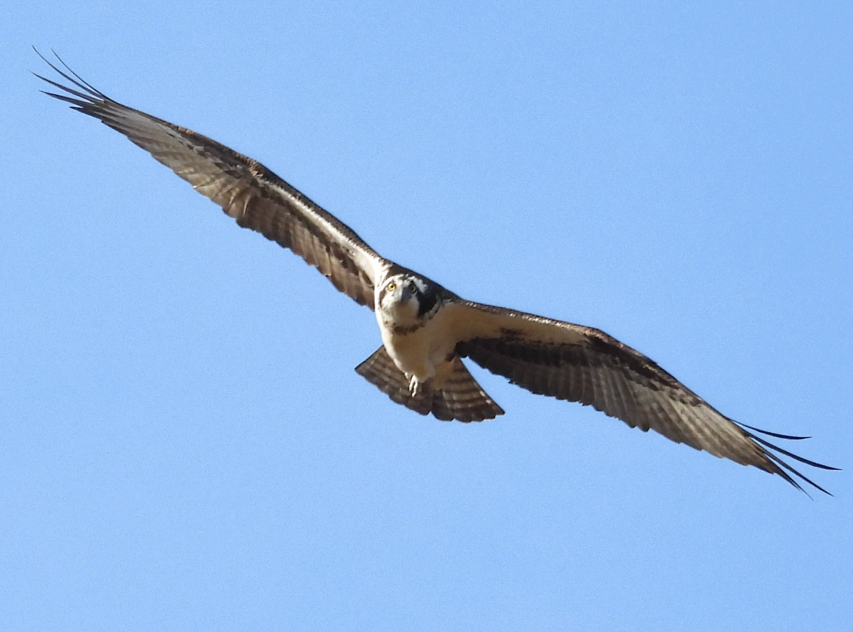 Osprey