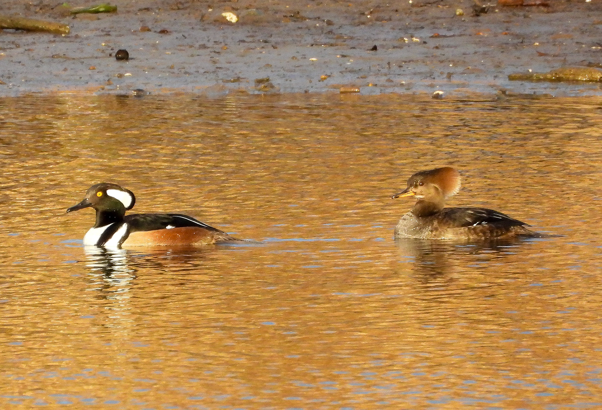 Hooded Merganser pair are seasonal visitors to Dyke Marsh.