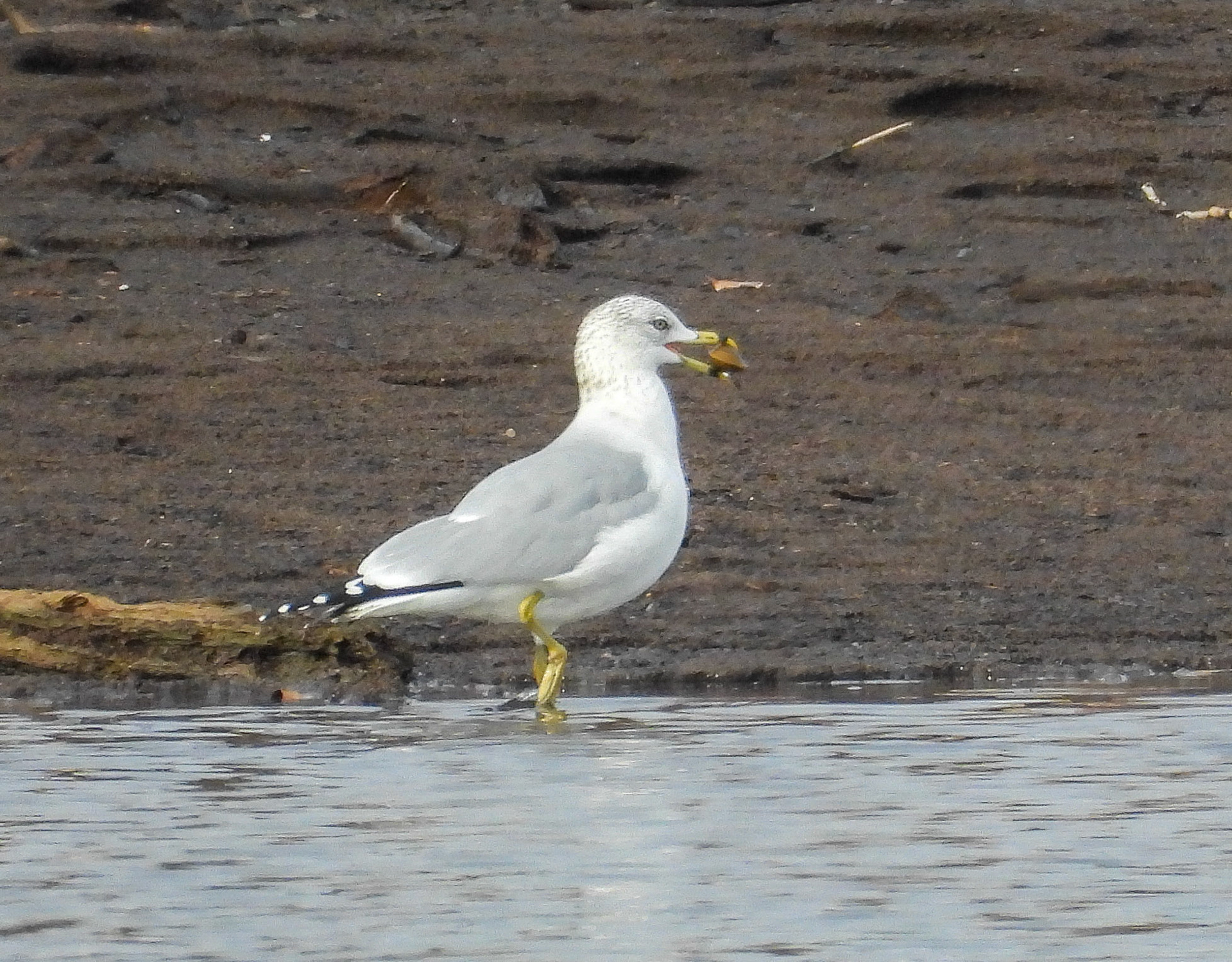 Ring Billed Gull with a find.
