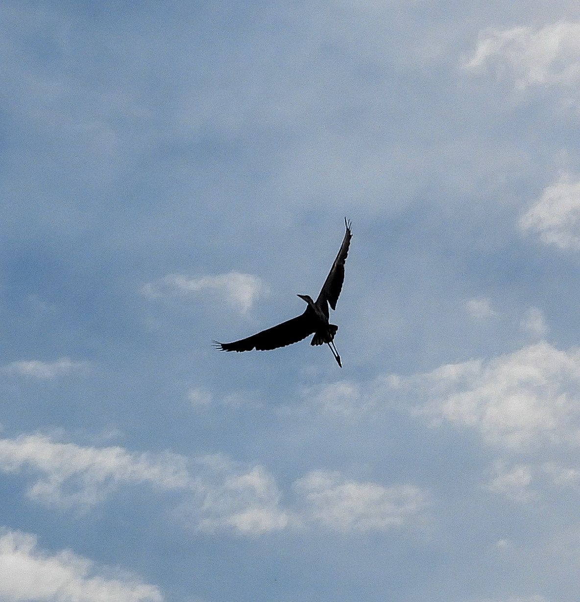 Great Blue Herons are graceful flyers, with wingspans of up to 7 feet.