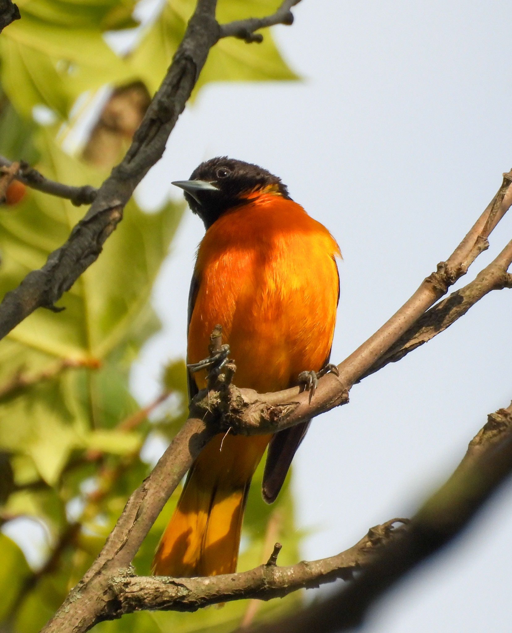 Baltimore Oriole