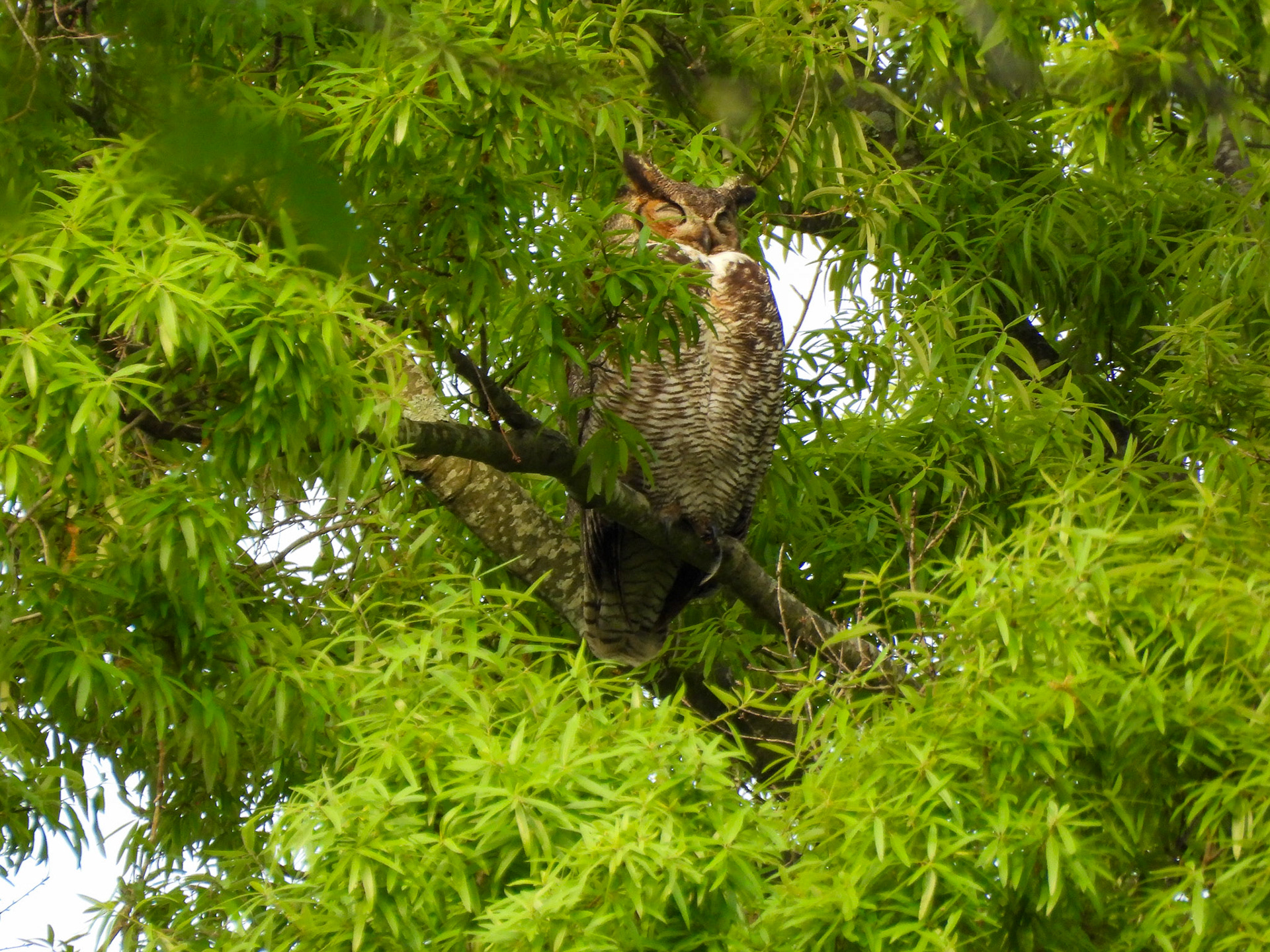 April 15 - As the owlets mature the mother can spend more time away from the nest.  Here she is in her favorite perch in a nearby tree taking a quick morning nap.