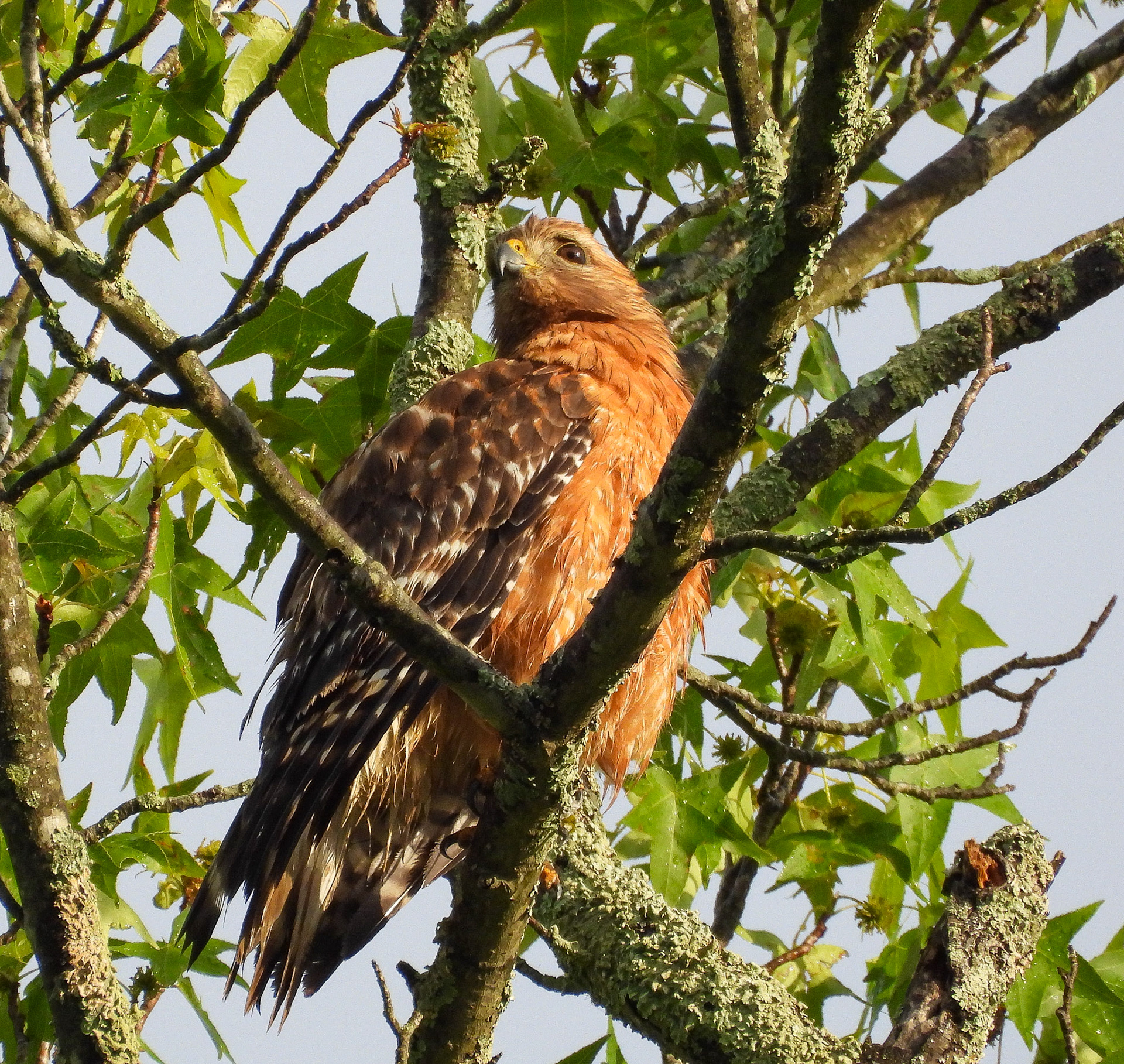 Red-Shouldered Hawk