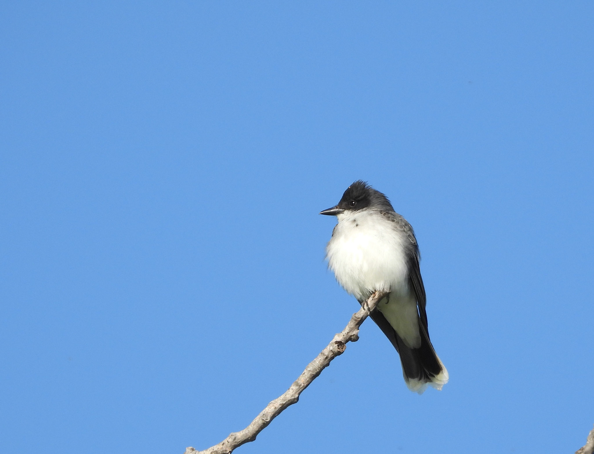 Eastern Kingbird