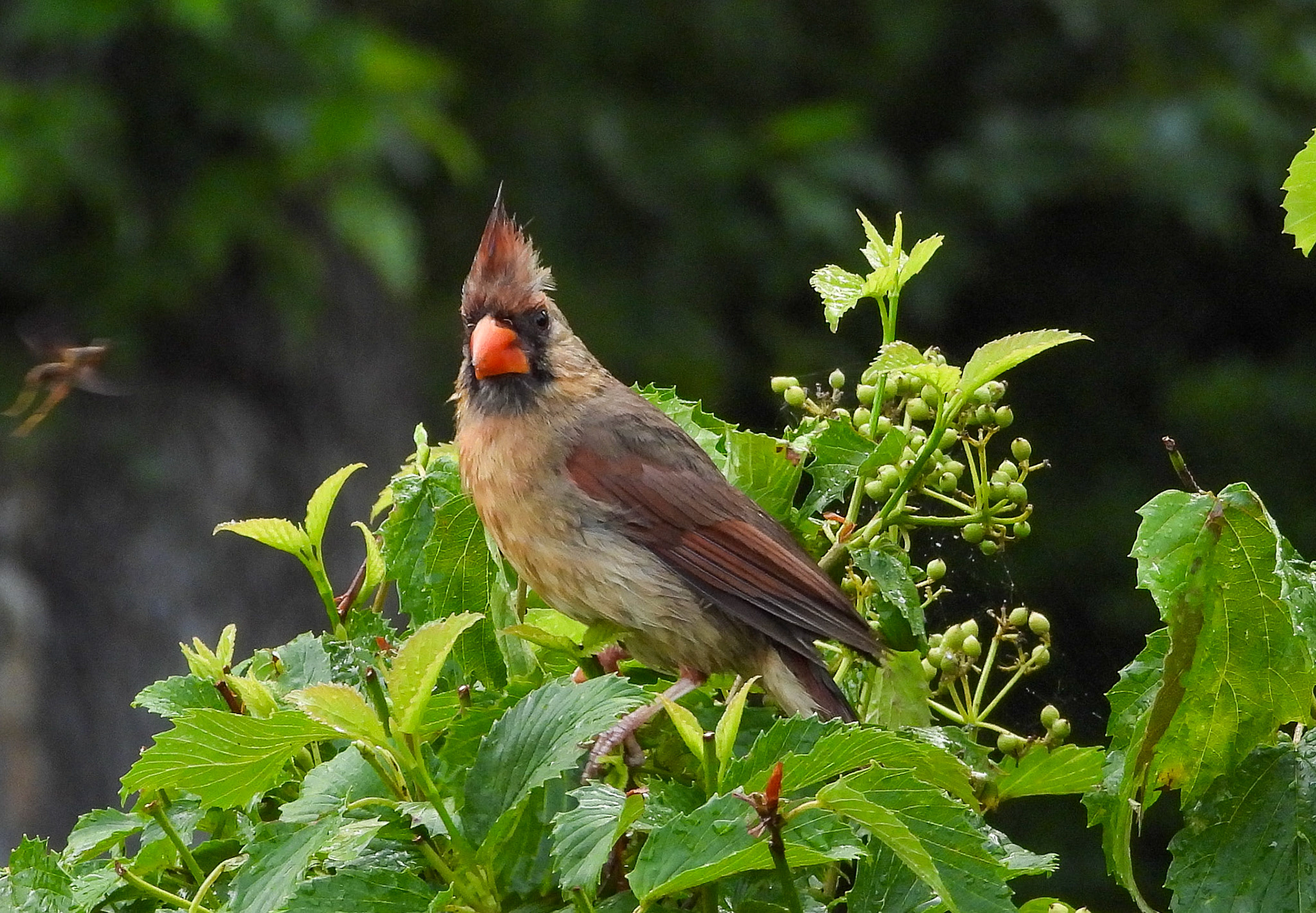 Cardinal (Female)