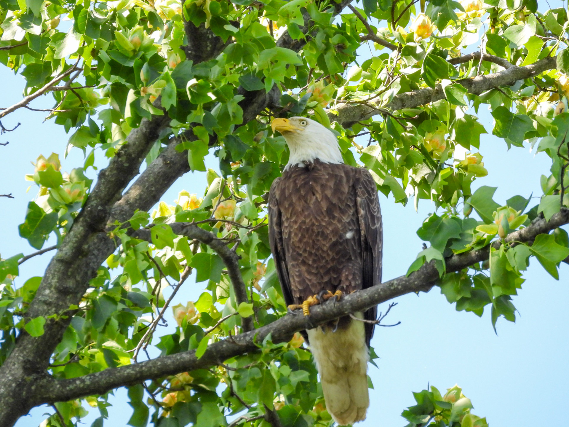 Bald Eagle