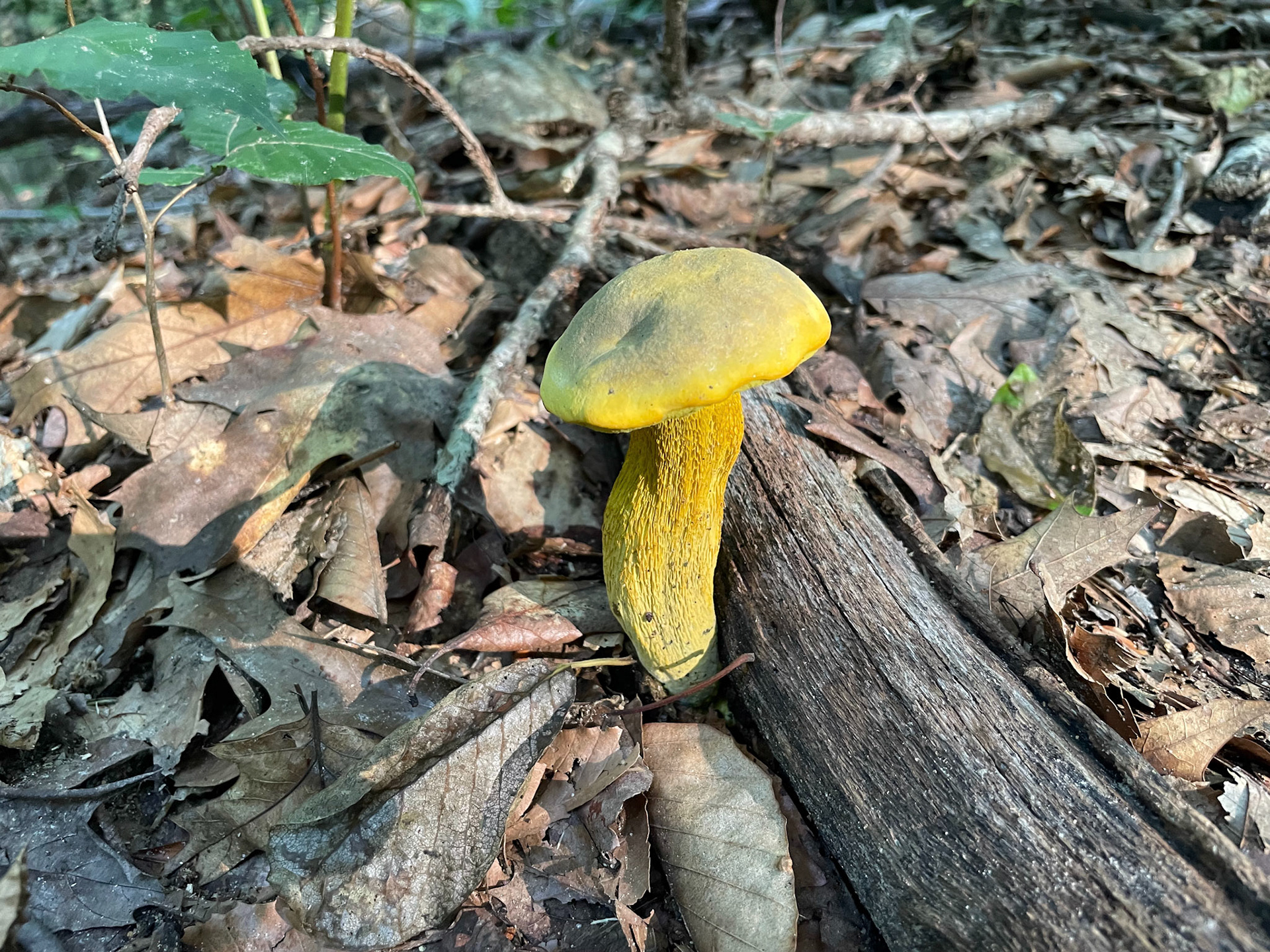 Fountainhead Regional Park, Virginia