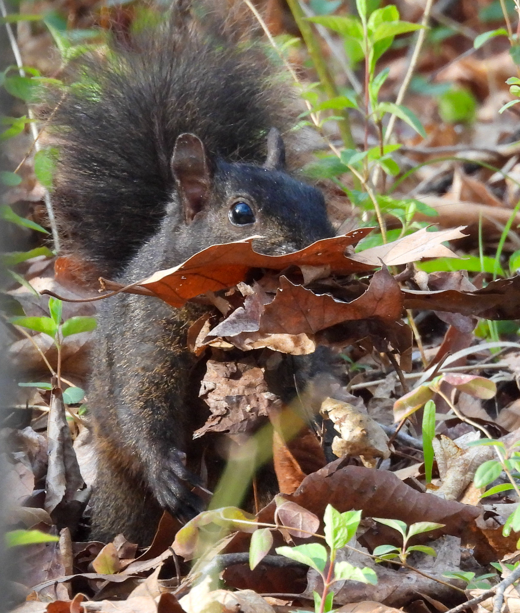 Eastern Gray Squirrel
