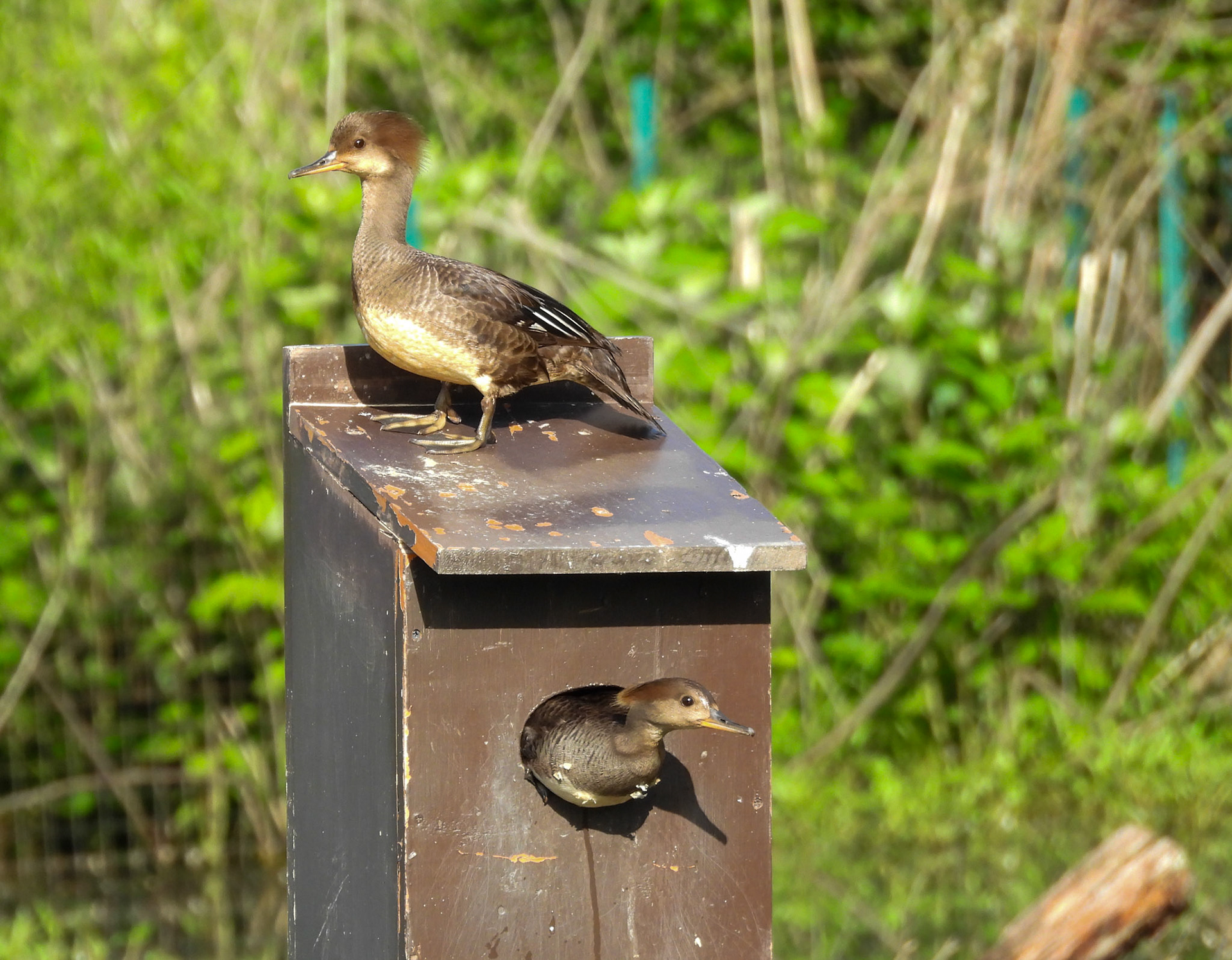Hooded Merganser juveniles