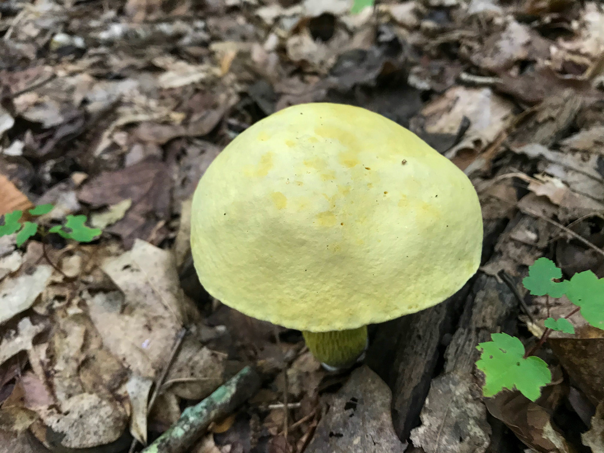 Prince William Forest Park, Virginia