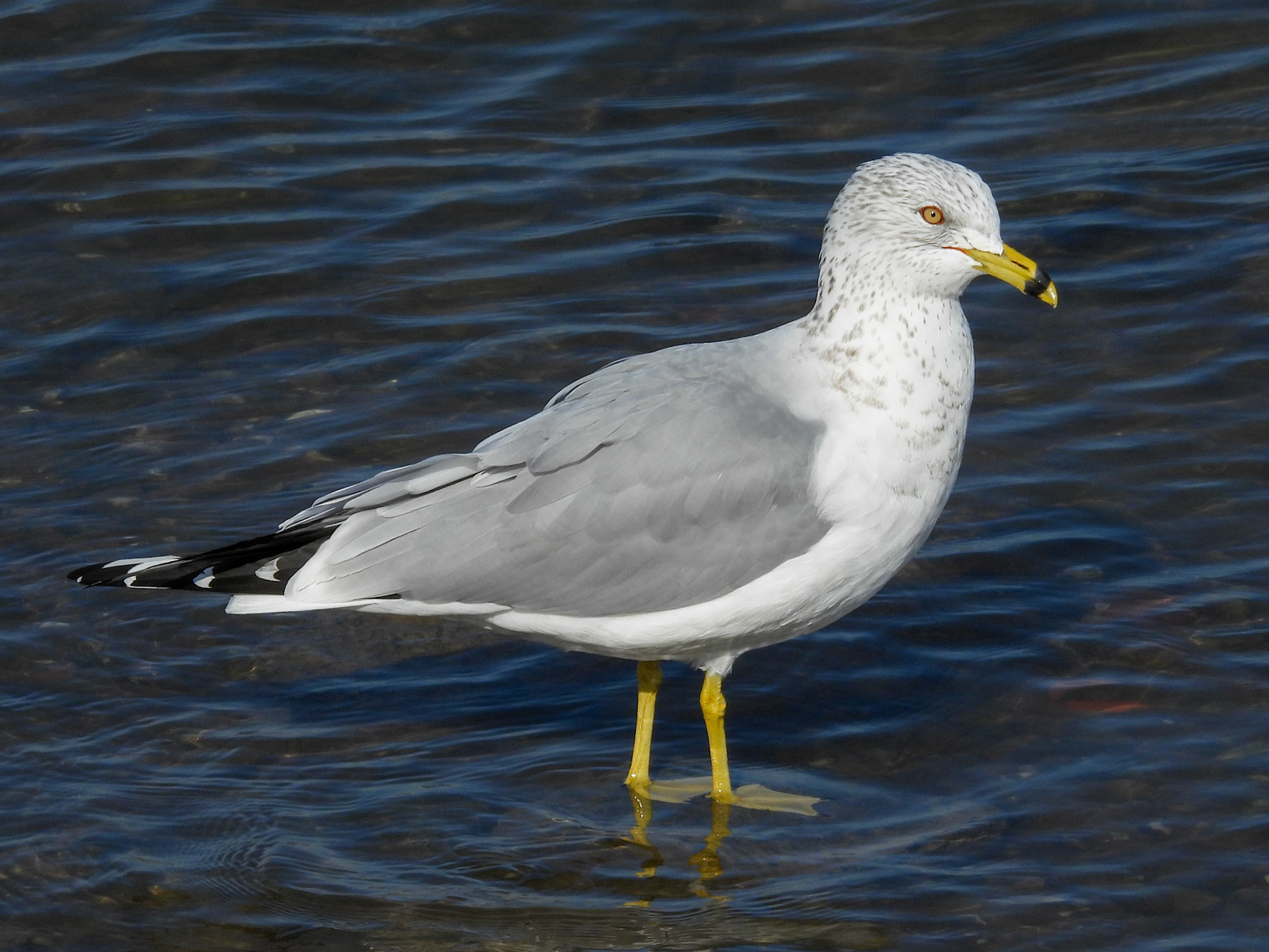 Ring Billed Gulls winter as far as south as Mexico and the Caribbean, but also stay in  coastal regions as far north as New England and British Columbia, where more moderate temperatures and scavenging opportunities from human sources are attractive.