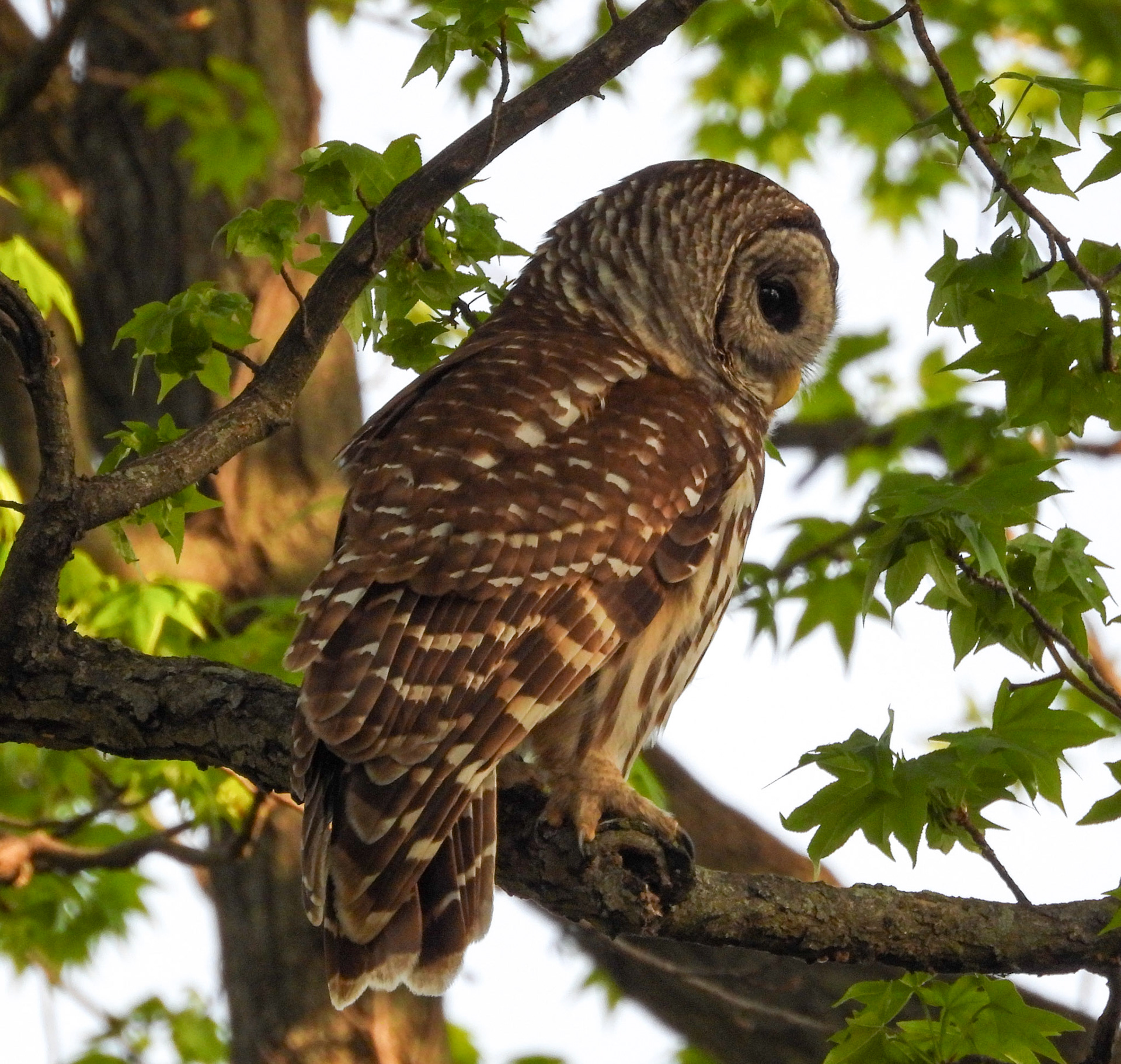 Barred Owls are more active and vocal during their mating season from late winter into the summer.
