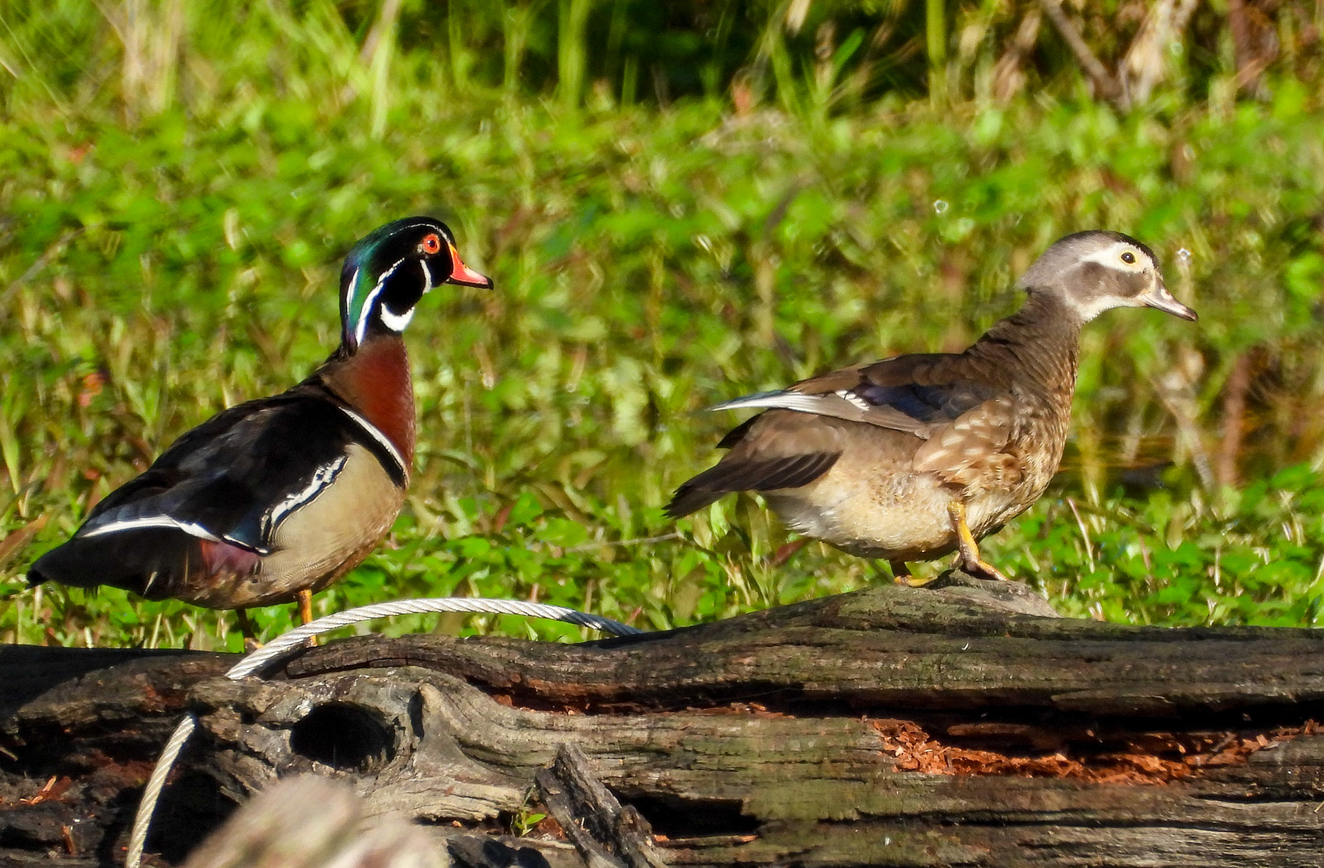 Wood Duck pair