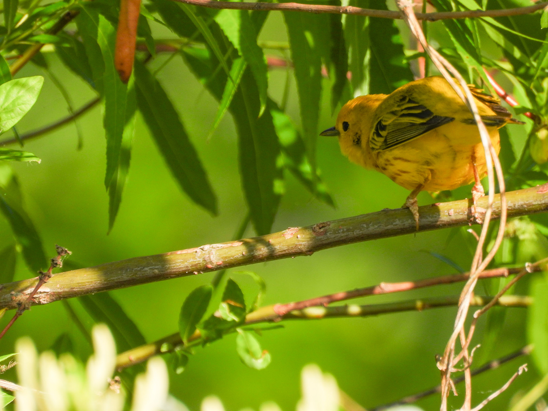 Yellow Warbler