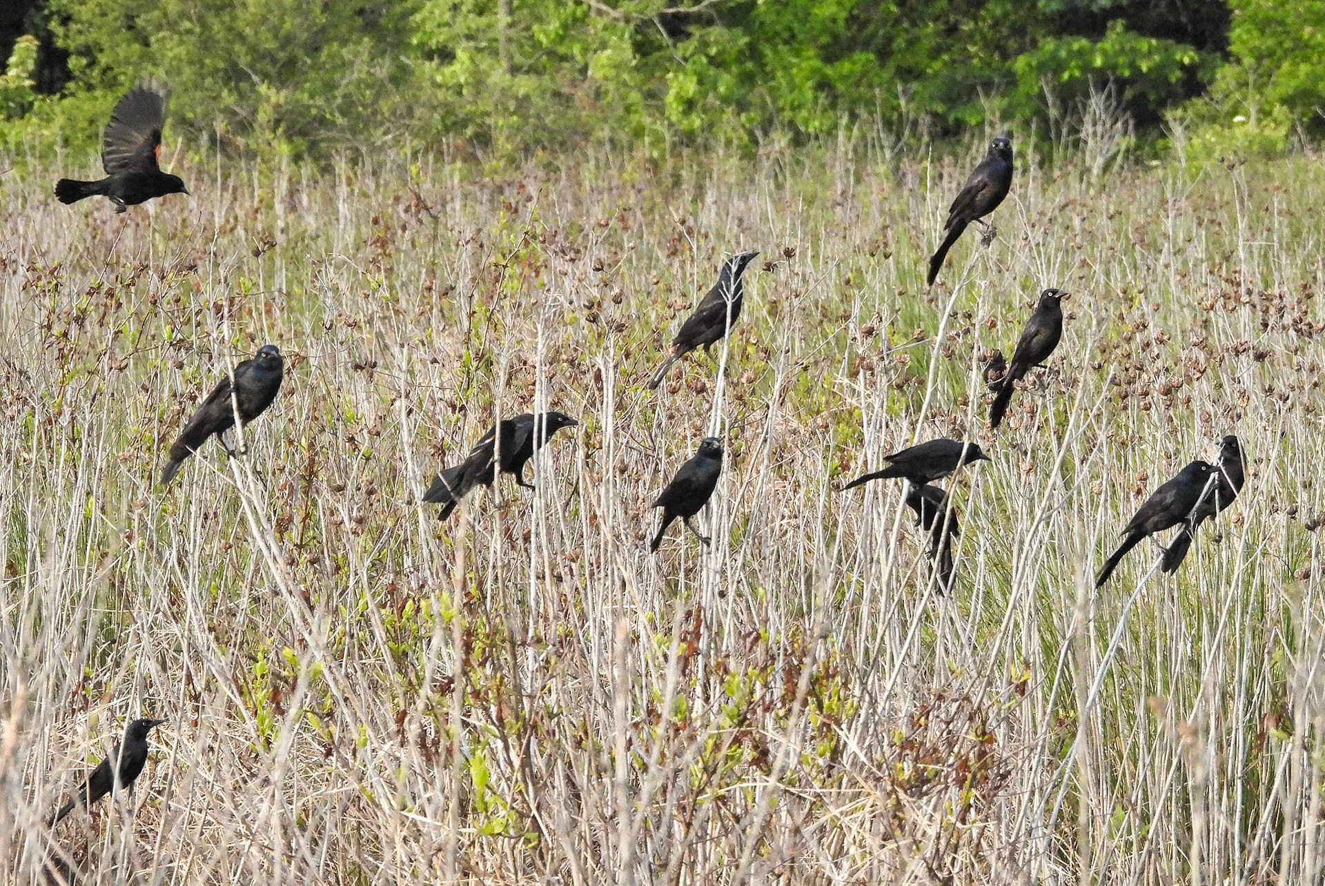 A group of Common Grackles attracts the attention of a Red-Winged Blackbird (upper left) protecting its territory.