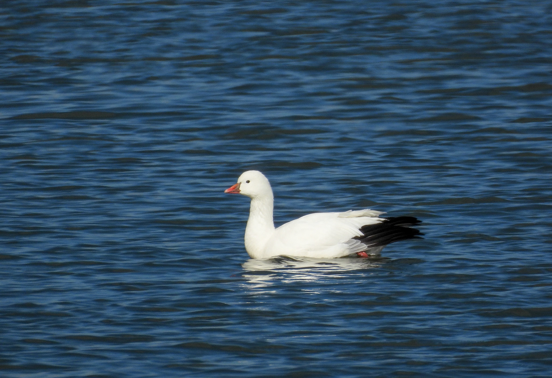Ross's Goose