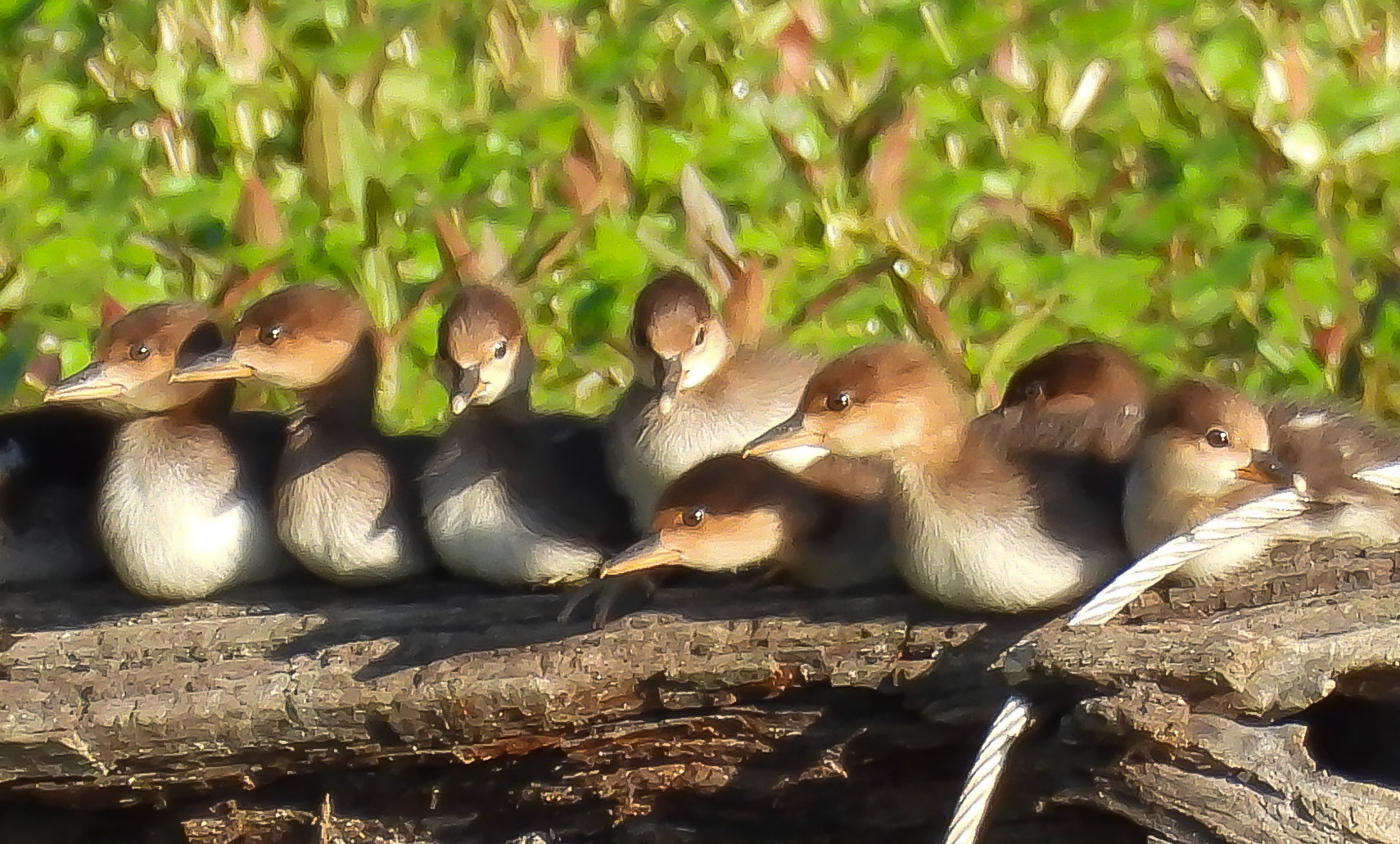 Hooded Merganser ducklings