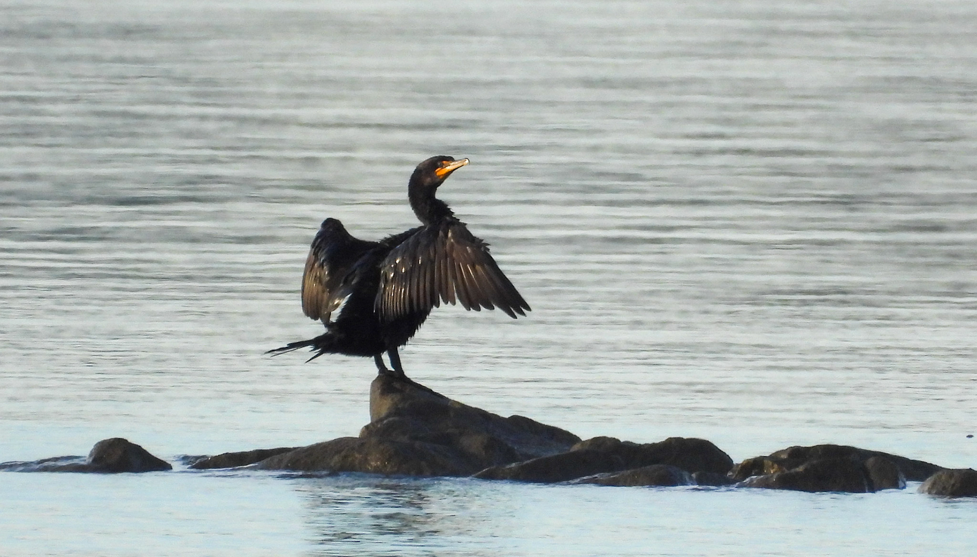 Double-Crested Cormorant returns from its northern breeding grounds in September.