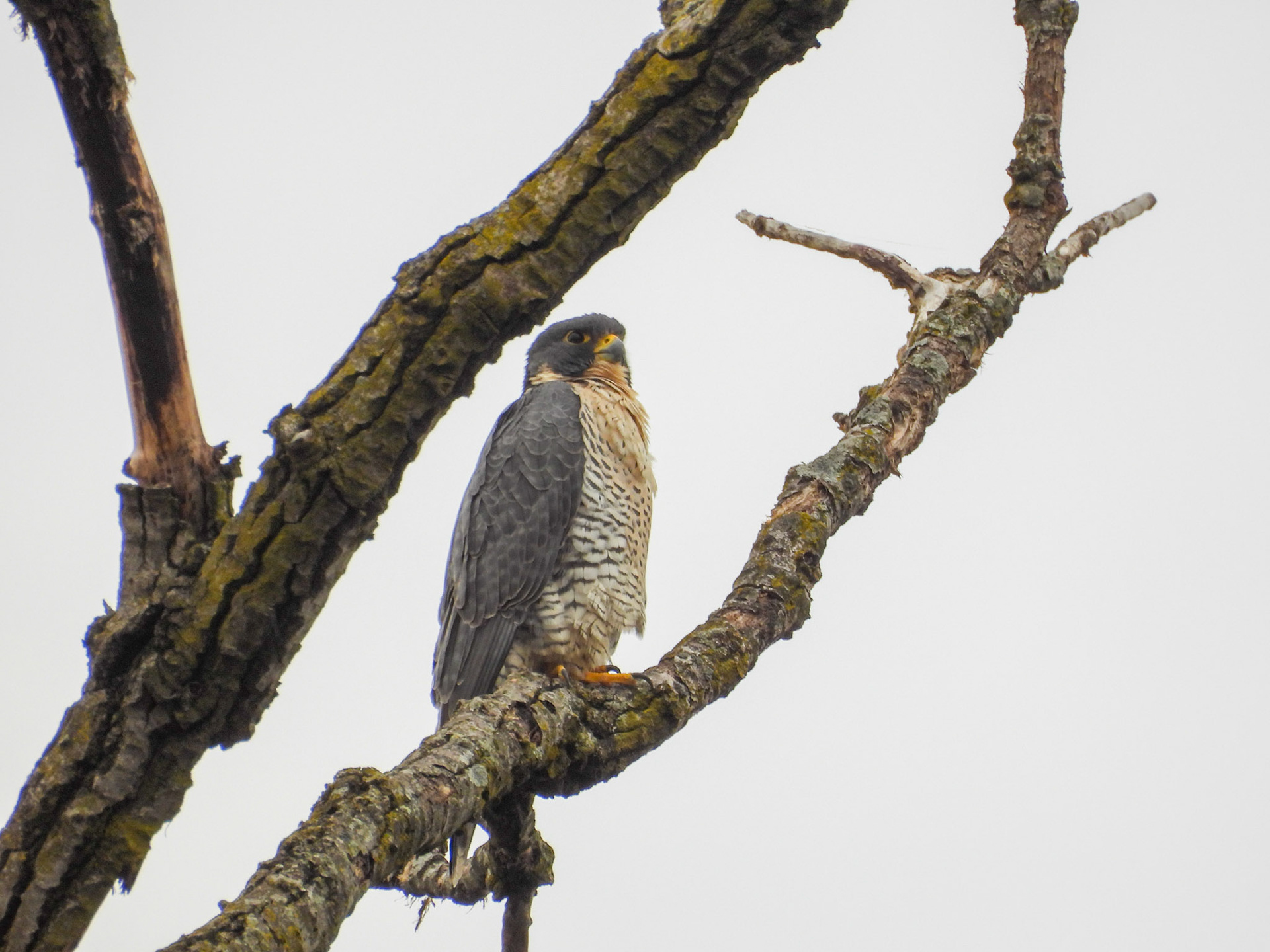 Peregrine Falcon in Jones Point Park