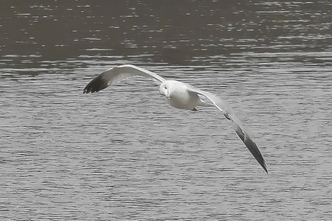 Ring Billed Gull turns it head to the side to scan the water for fish. Tilting and turning the head lets a gull aim its monocular field downward to spot movement or fish scales glistening beneath the water surface.