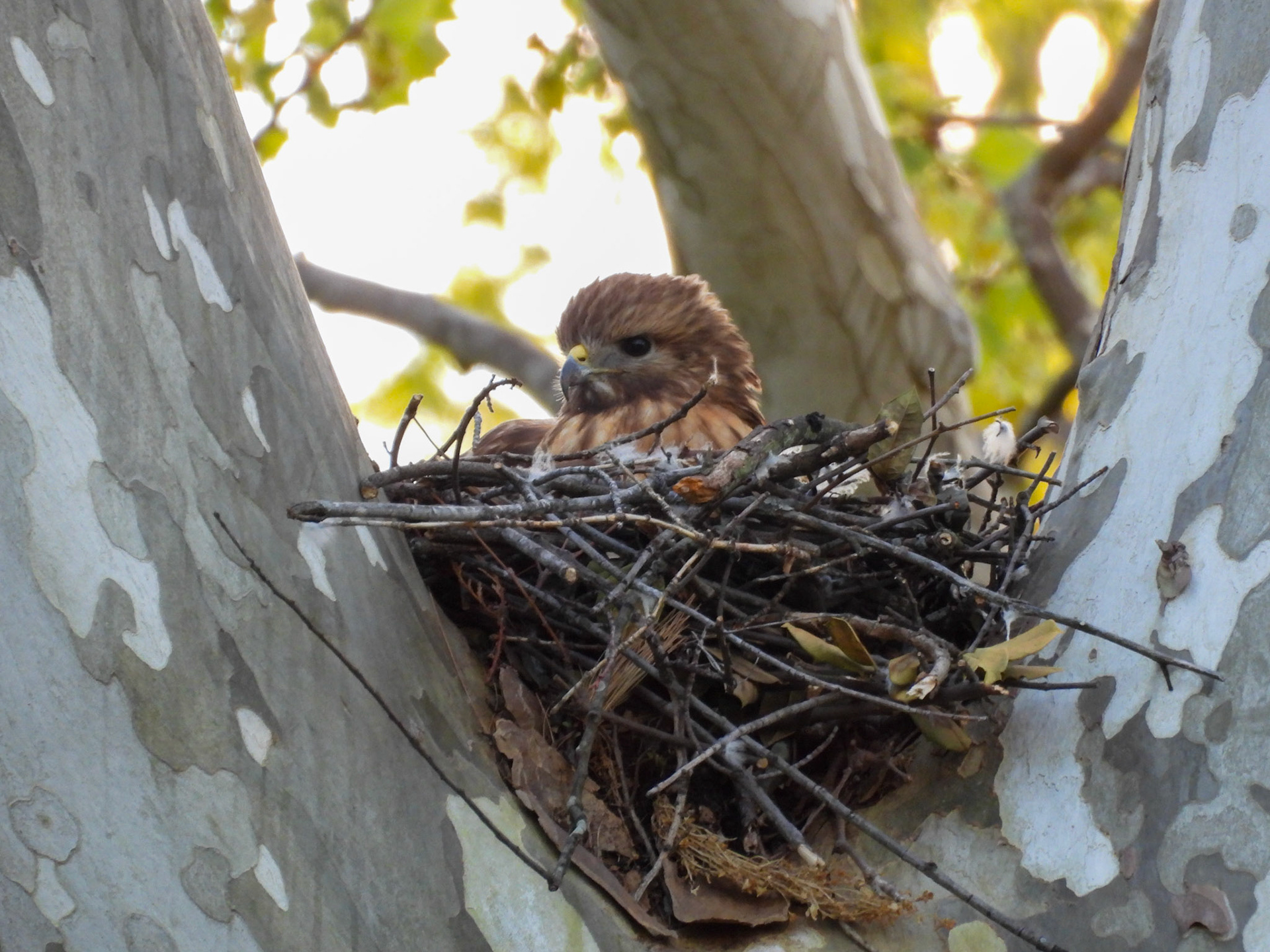 April 16 - Incubating