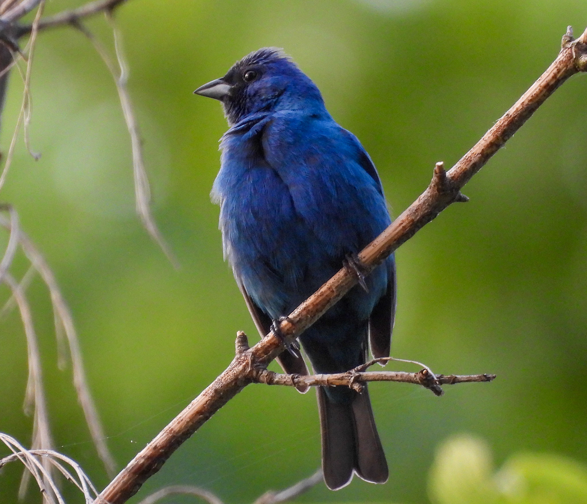 Indigo Buntings lack blue pigments in their feathers, but the feathers refract and reflect blue light.  In dim light they appear black or dark brown.
