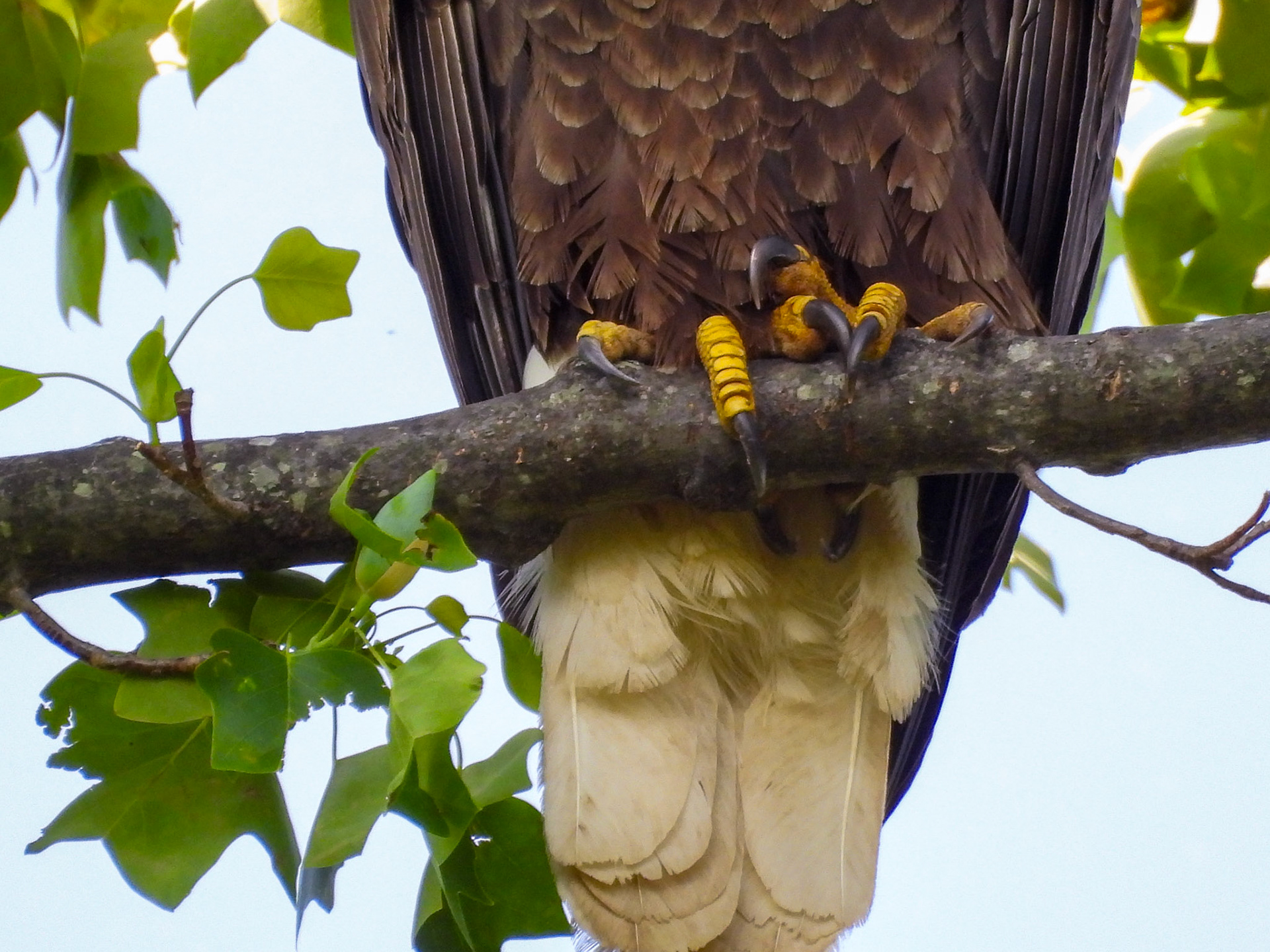 Bald Eagles have 8 talons, which can be up to 2 inches in length.