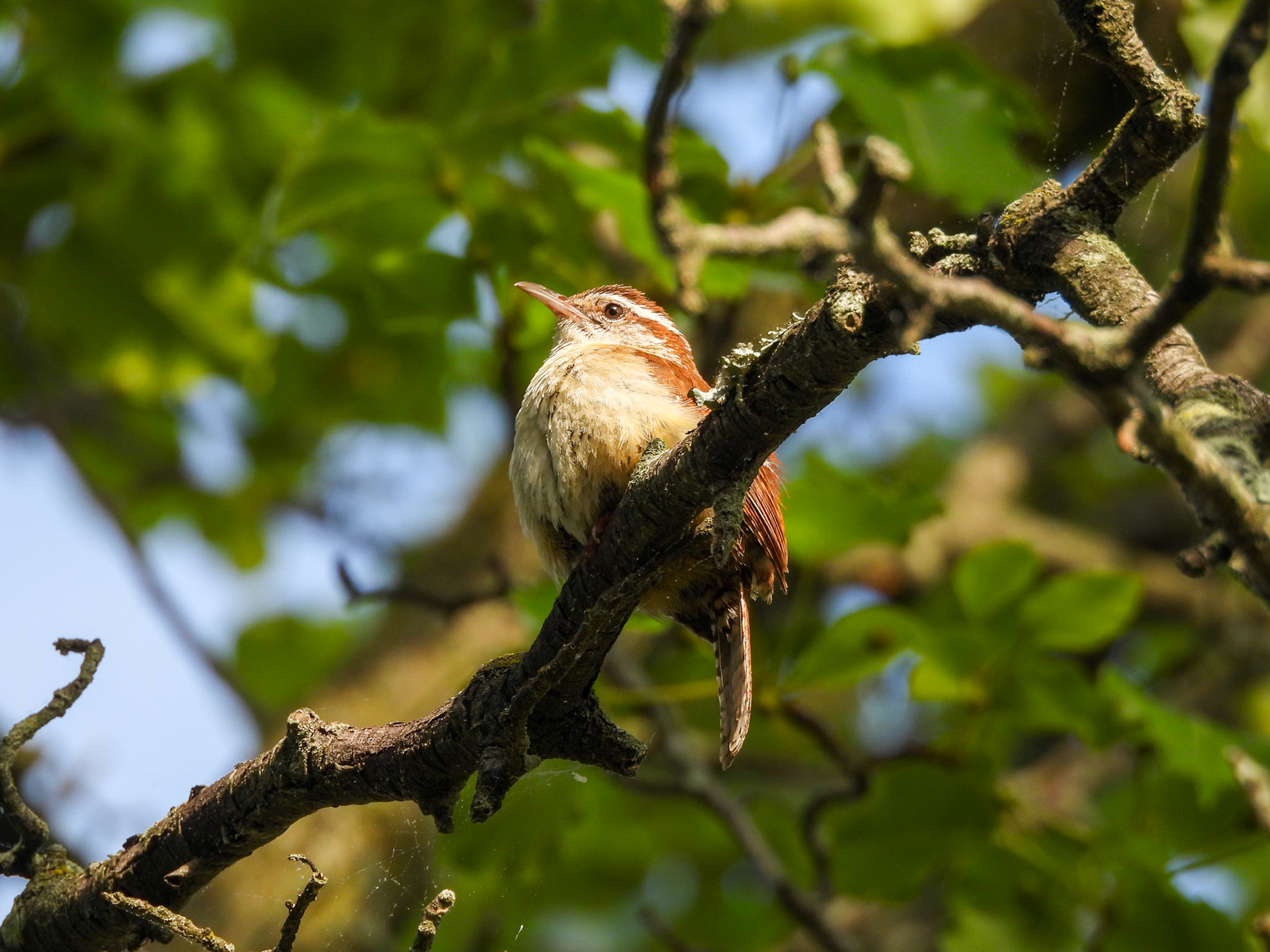 Carolina Wren