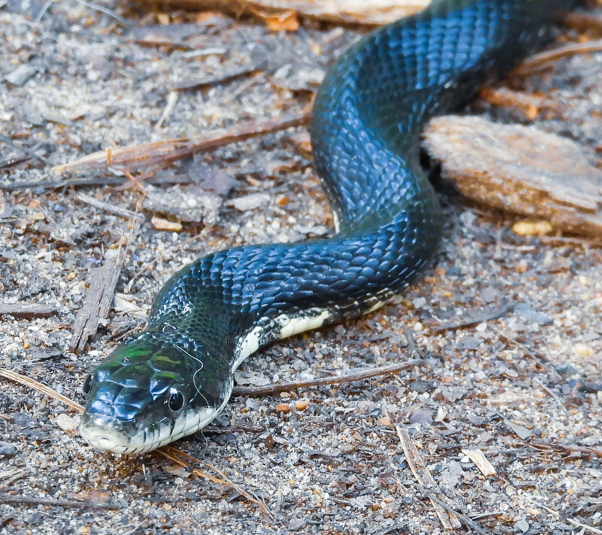 Eastern Rat Snake