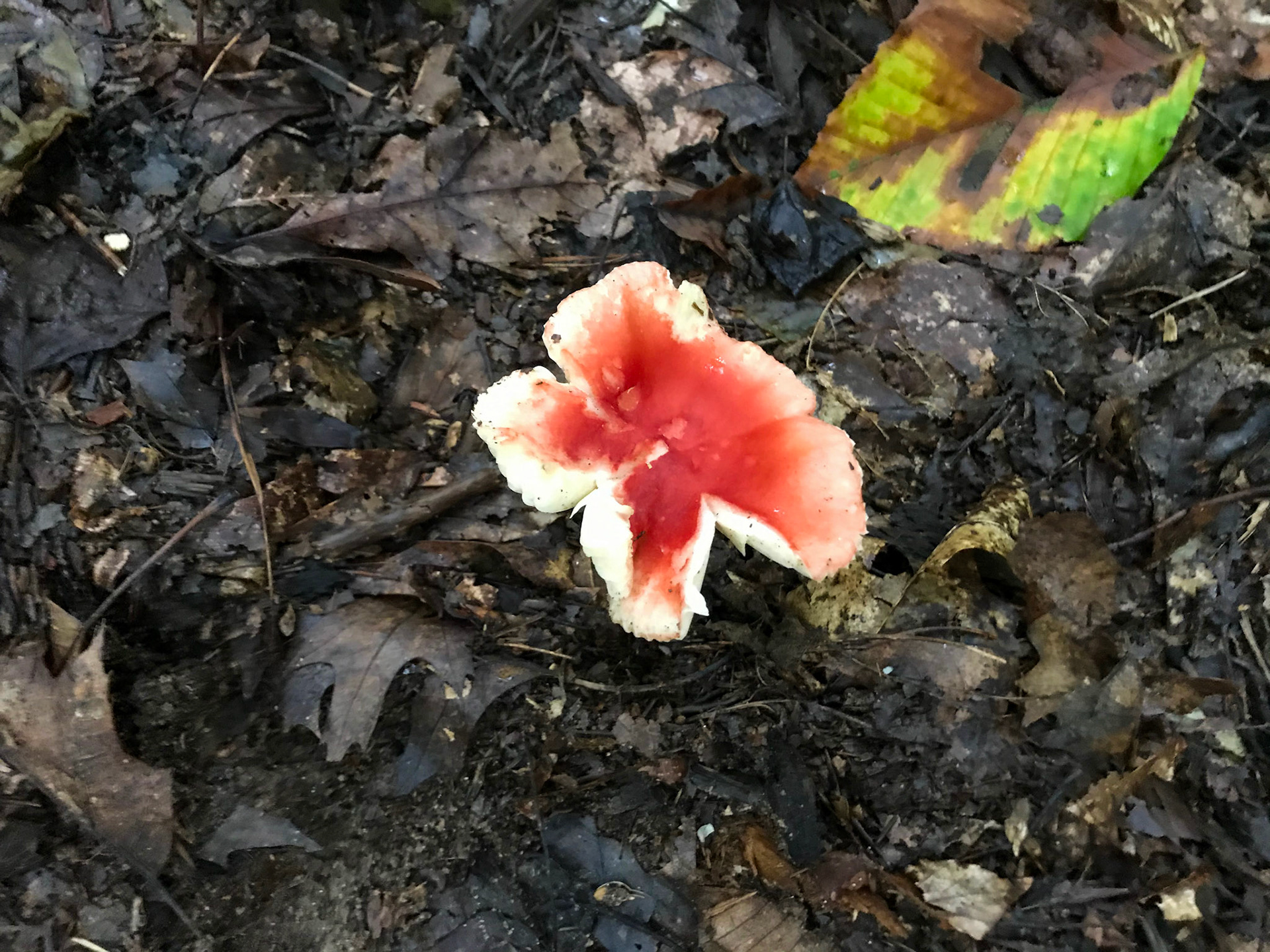 Prince William Forest Park, Virginia