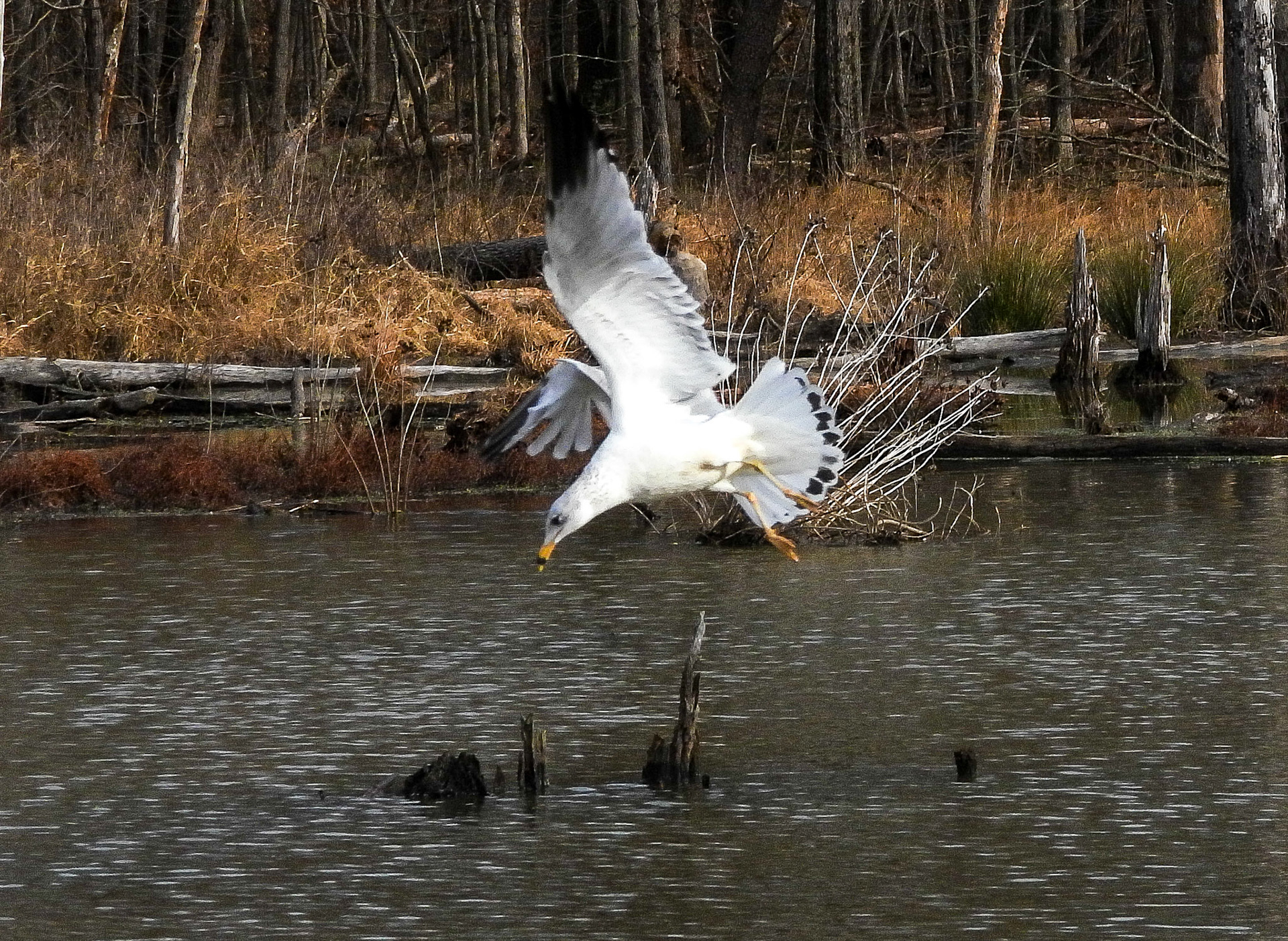 Ring Billed Gull diving for fish.