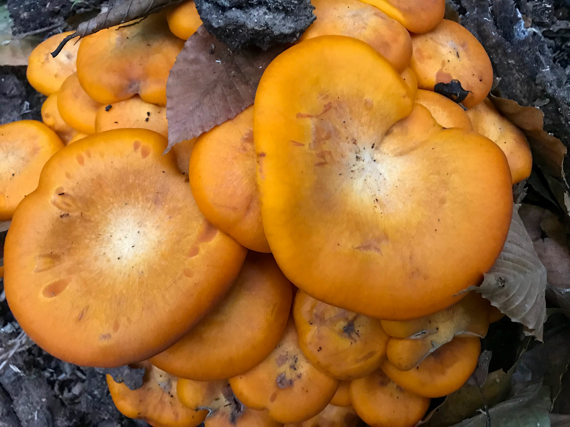 Donaldson Run Park, Arlington, Virginia