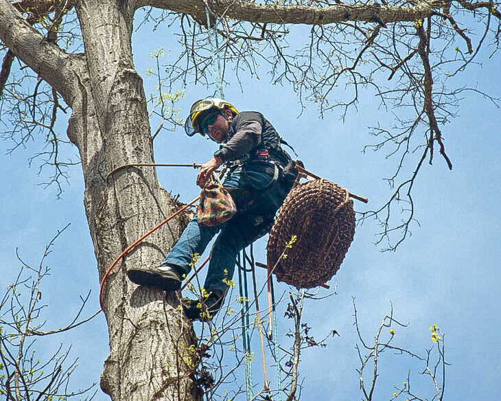 April 3 - Darrell Sheridan of Sheridan Tree Experts installs the nest basket.  (courtesy Ralph Fiedler)