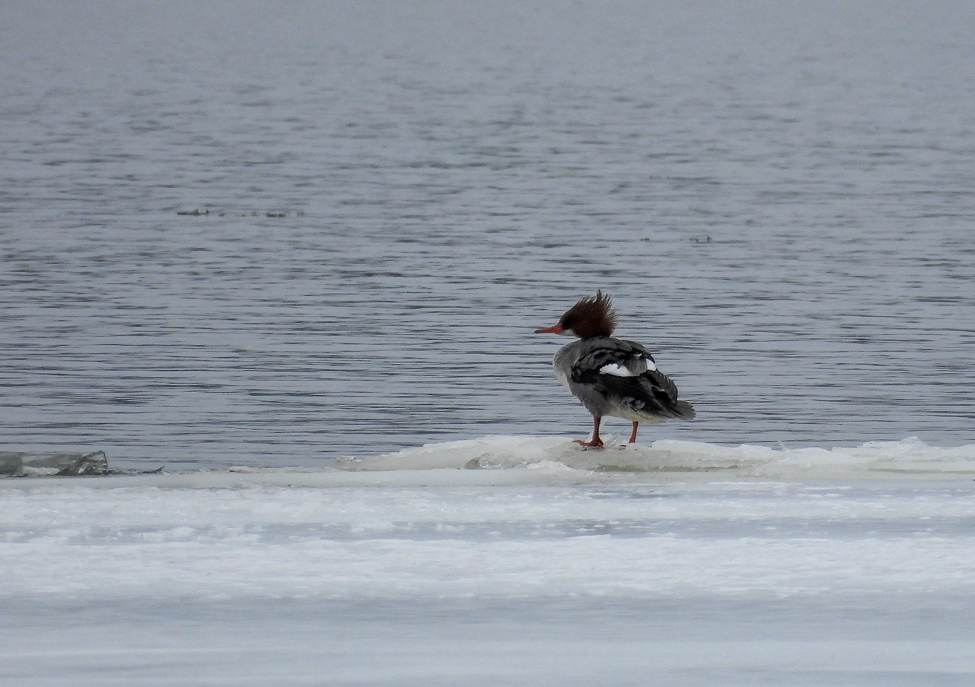 A Common Merganser scans the water, preparing to dive for prey.