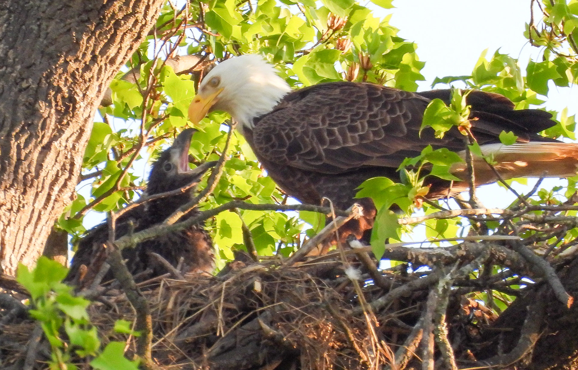 April 12 -an eaglet is almost always ready to eat. Eaglets normally reach 90% of their terminal weight within 5-6 weeks.