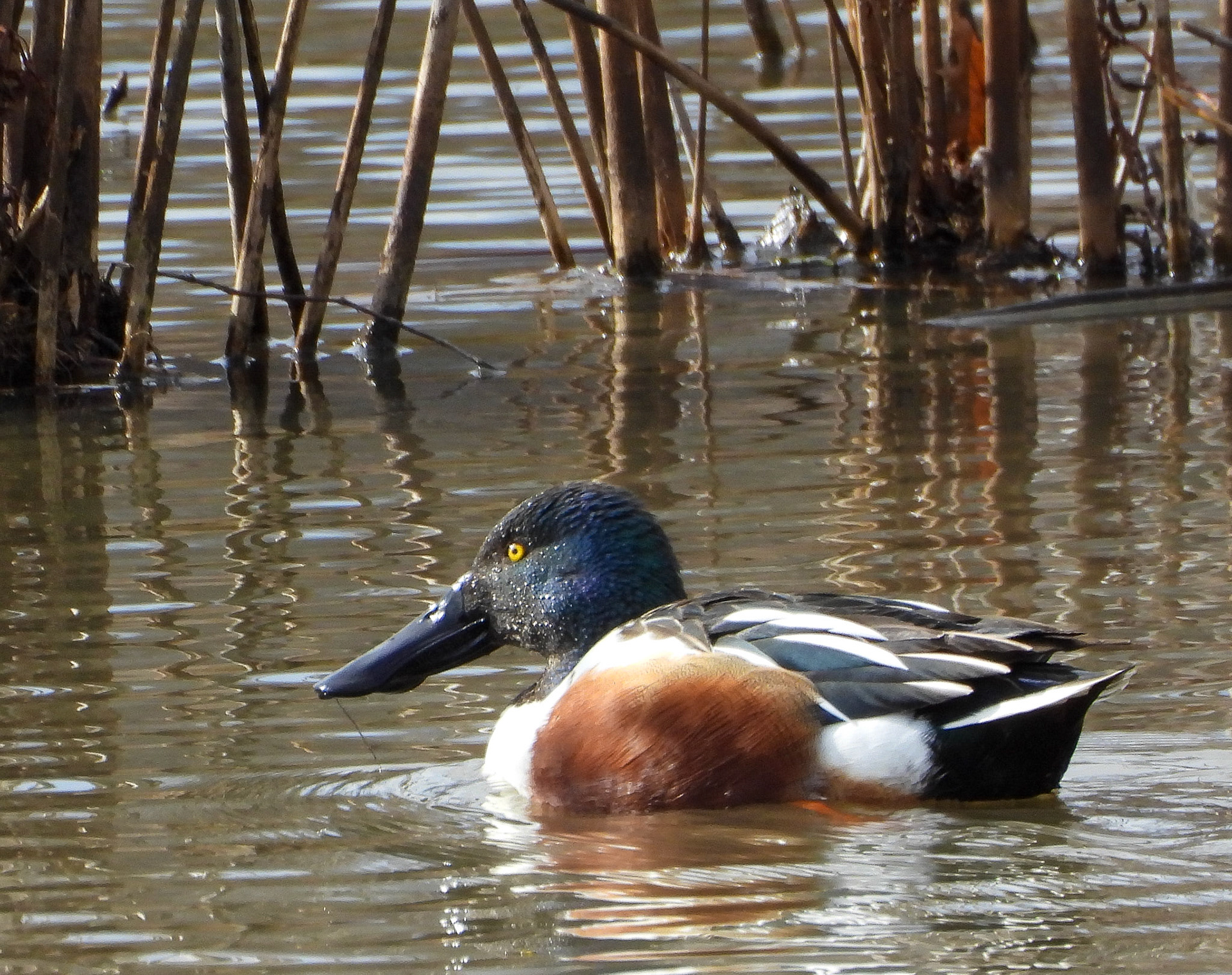 Northern Shoveler
