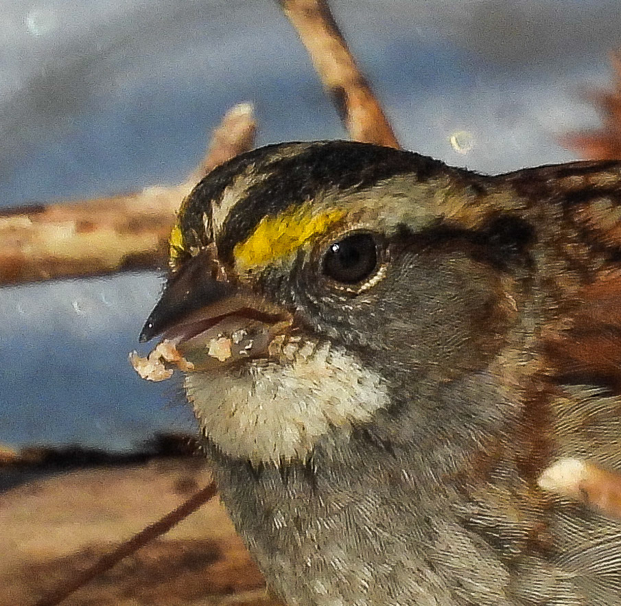 White-Throated Sparrow