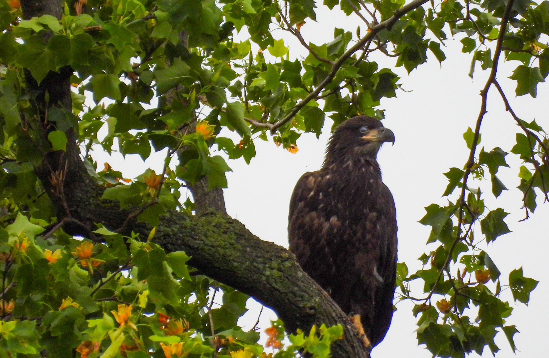 May 14 - Eaglet perched in nesting tree.