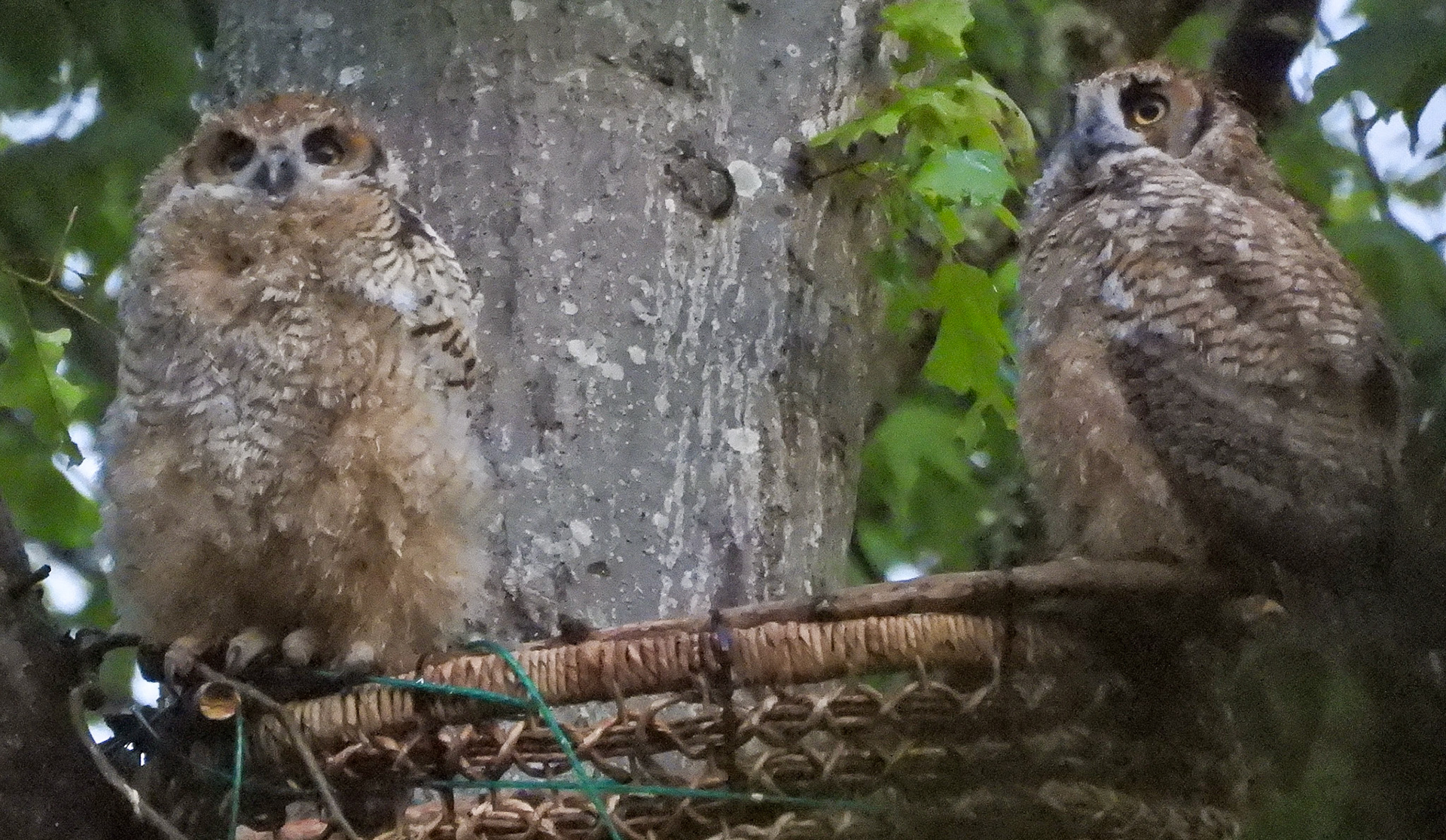 April 30 - both owlets are now able to perch on the edge of the basket.