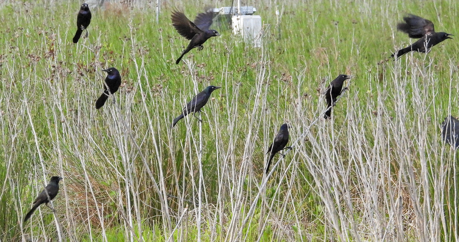 A group of Common Grackles flies in.
