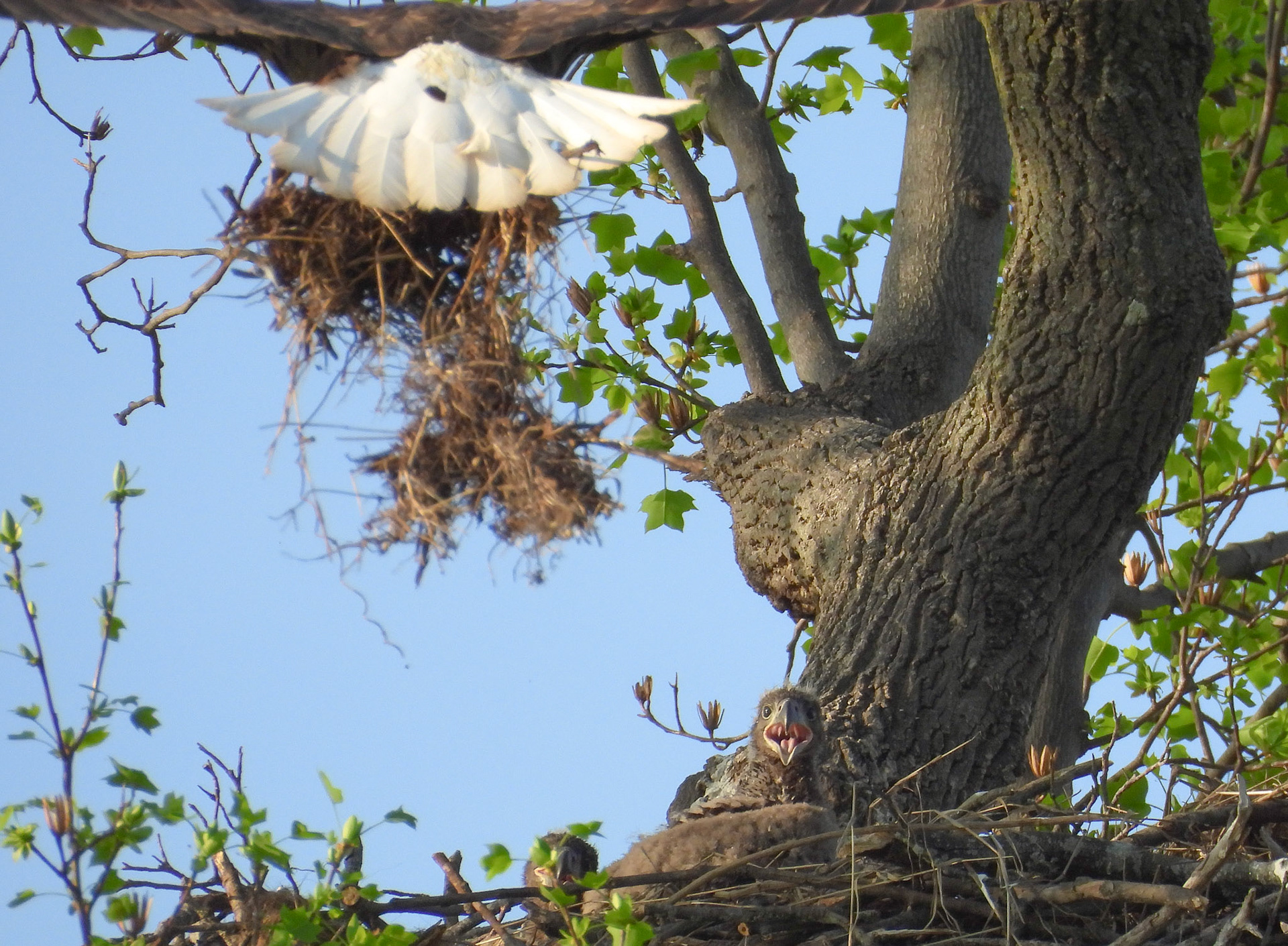 April 4 - Parent brings material to shore up the nest.