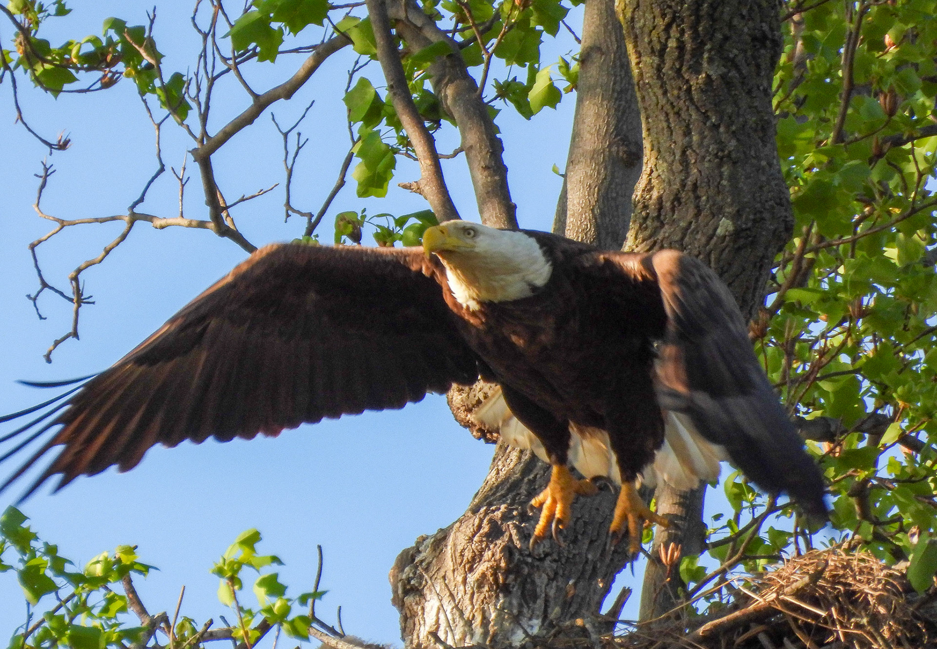 ...followed by the female.