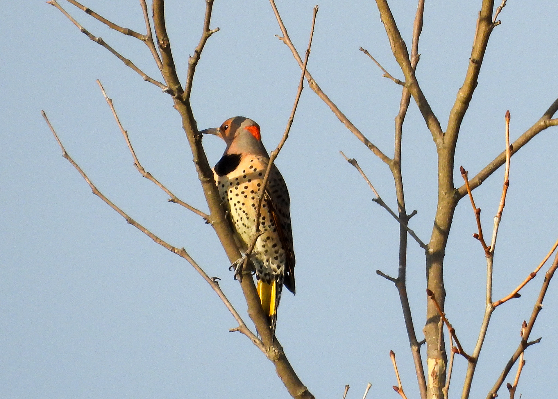 Northern Flicker female (yellow shaft)
