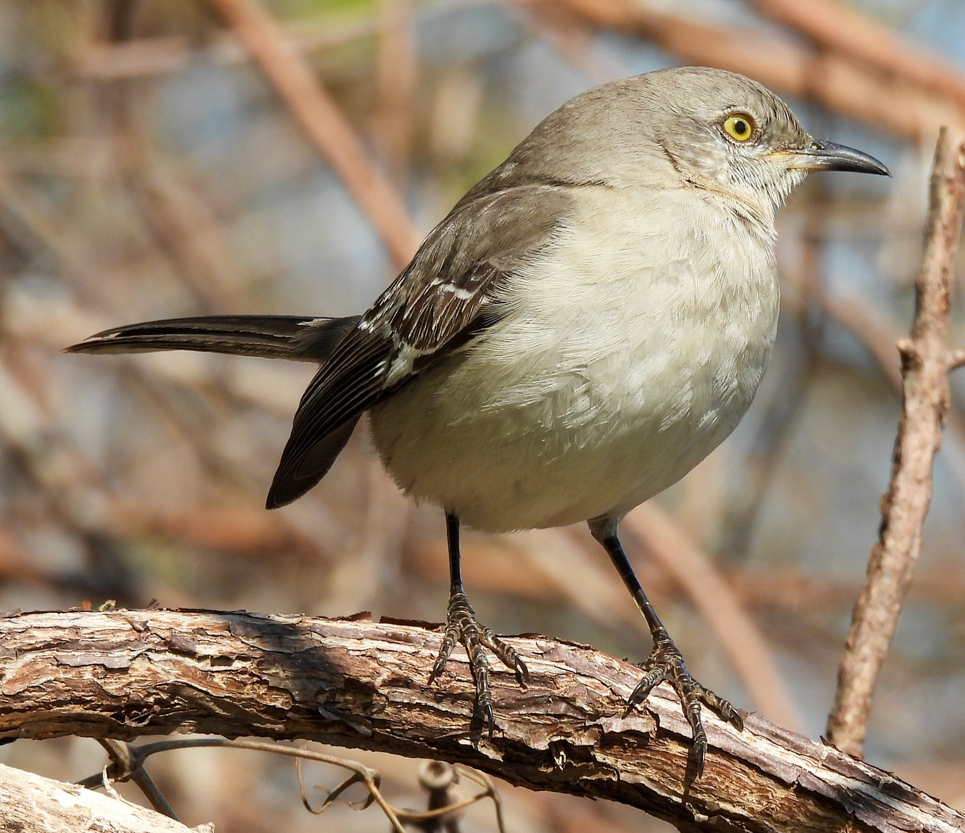 Northern Mlockingbird