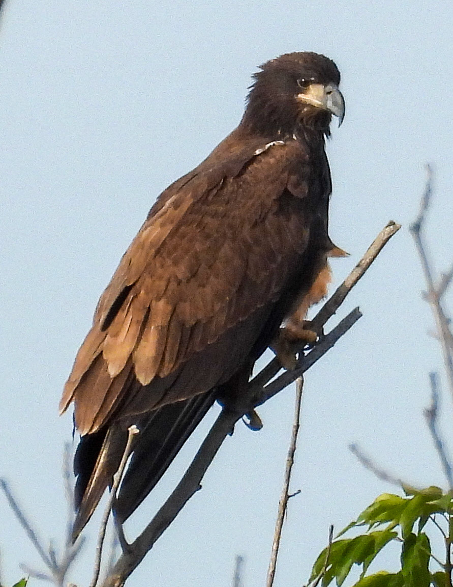 August 3 - about 1/3 mile from the nest