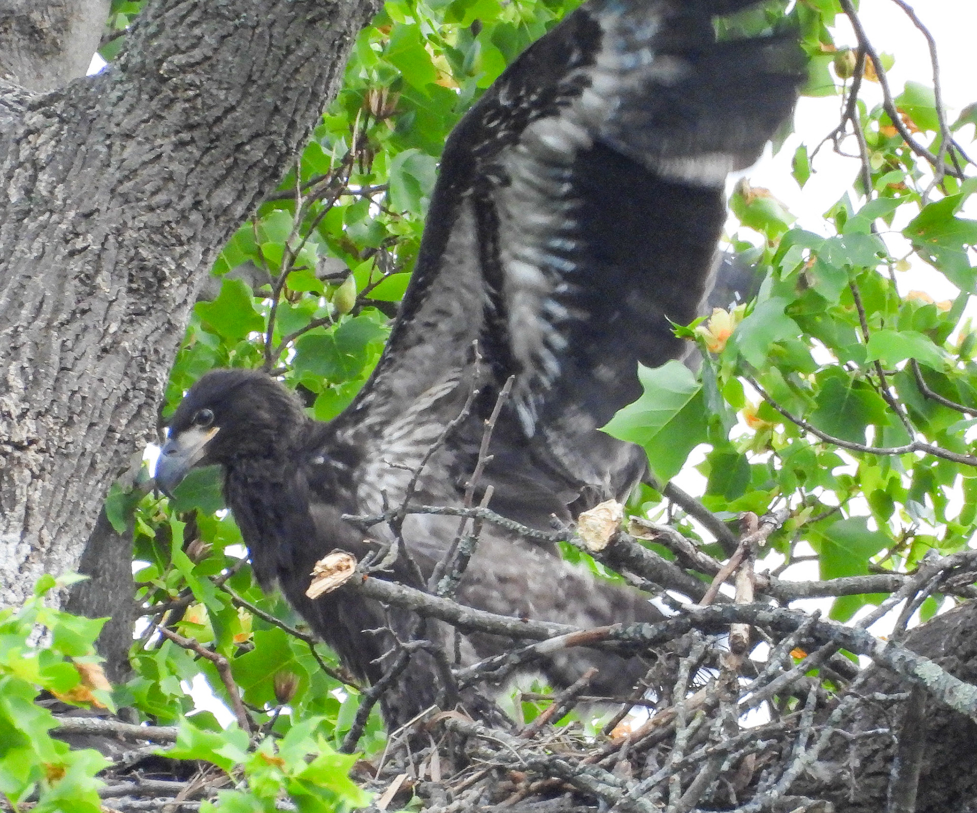 April 26 - Eaglet spread its wings, one ot the steps toward learning to fly.